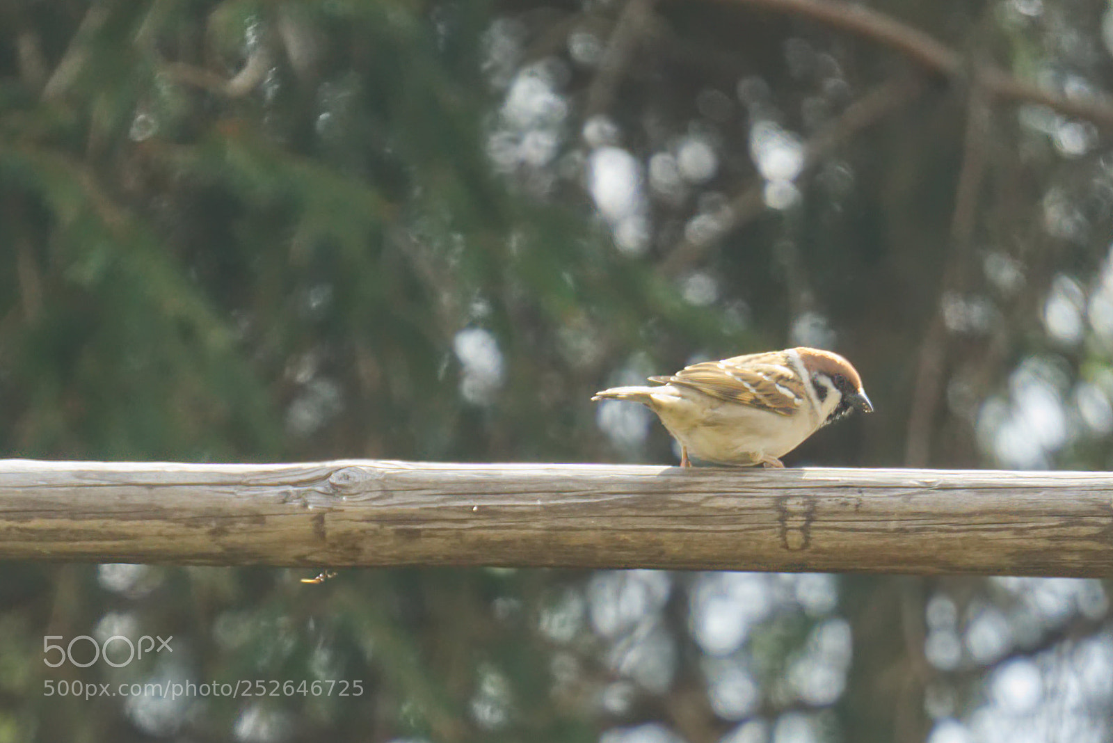 Sony a6000 sample photo. Lonely sparrow photography