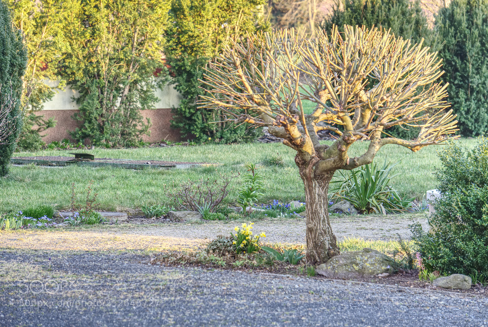 Sony a6000 sample photo. A tree photography