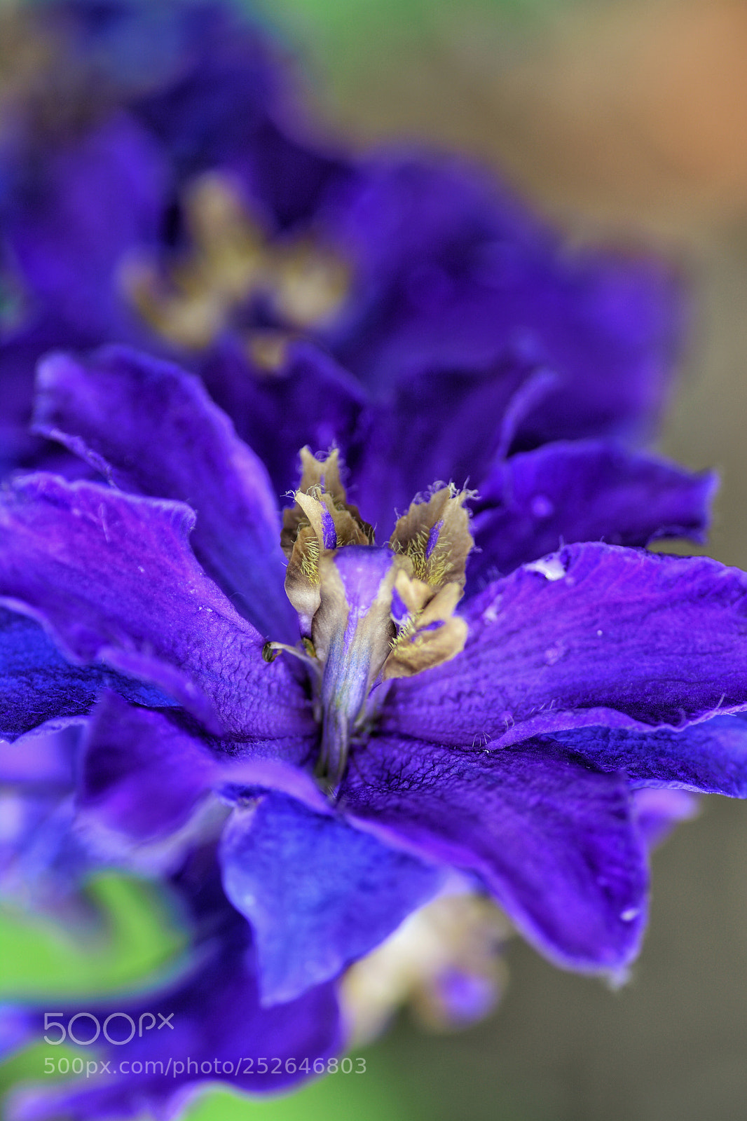 Nikon D5200 sample photo. Blume photography