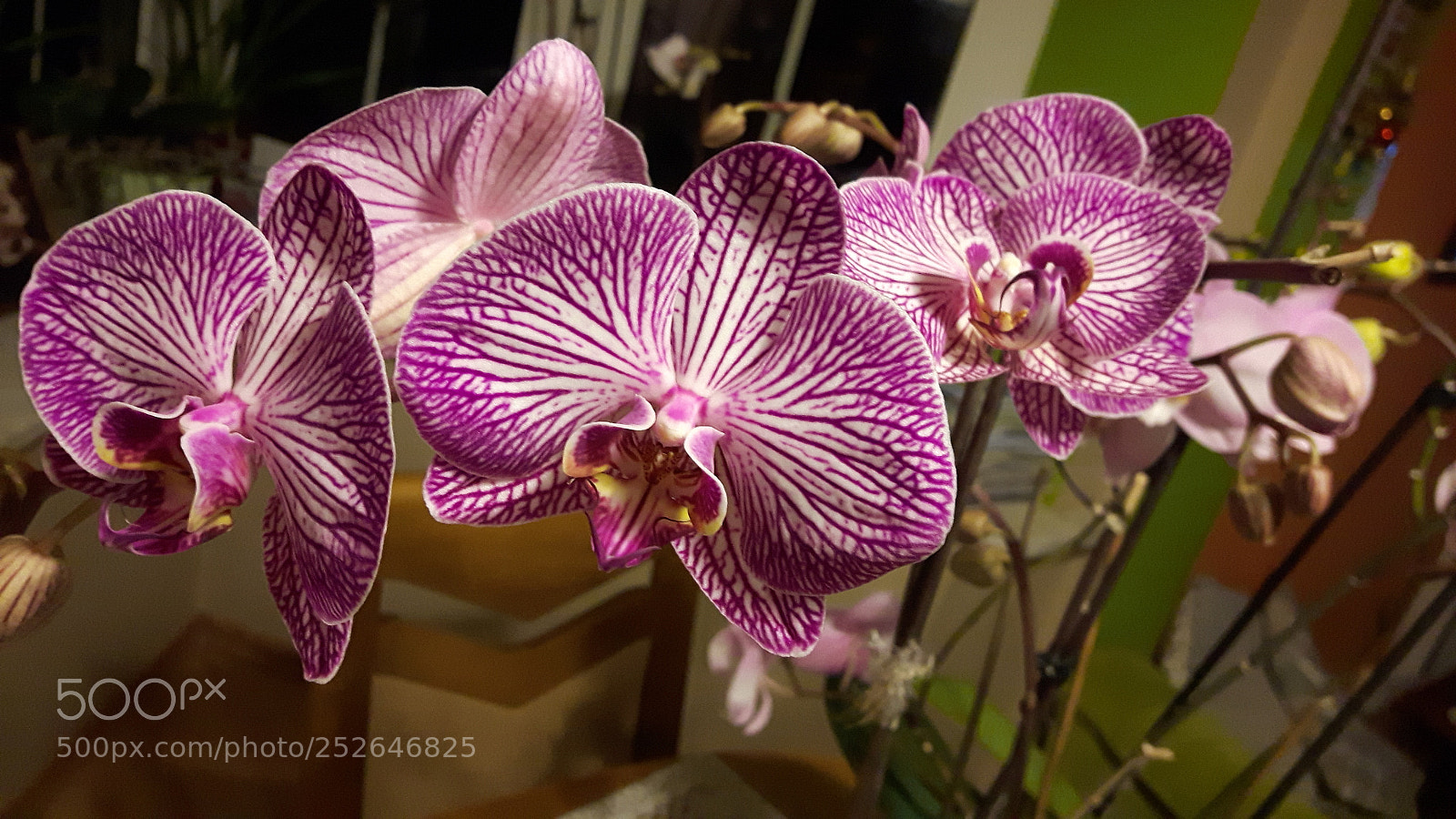 Samsung Galaxy S5 Neo sample photo. Orchids photography
