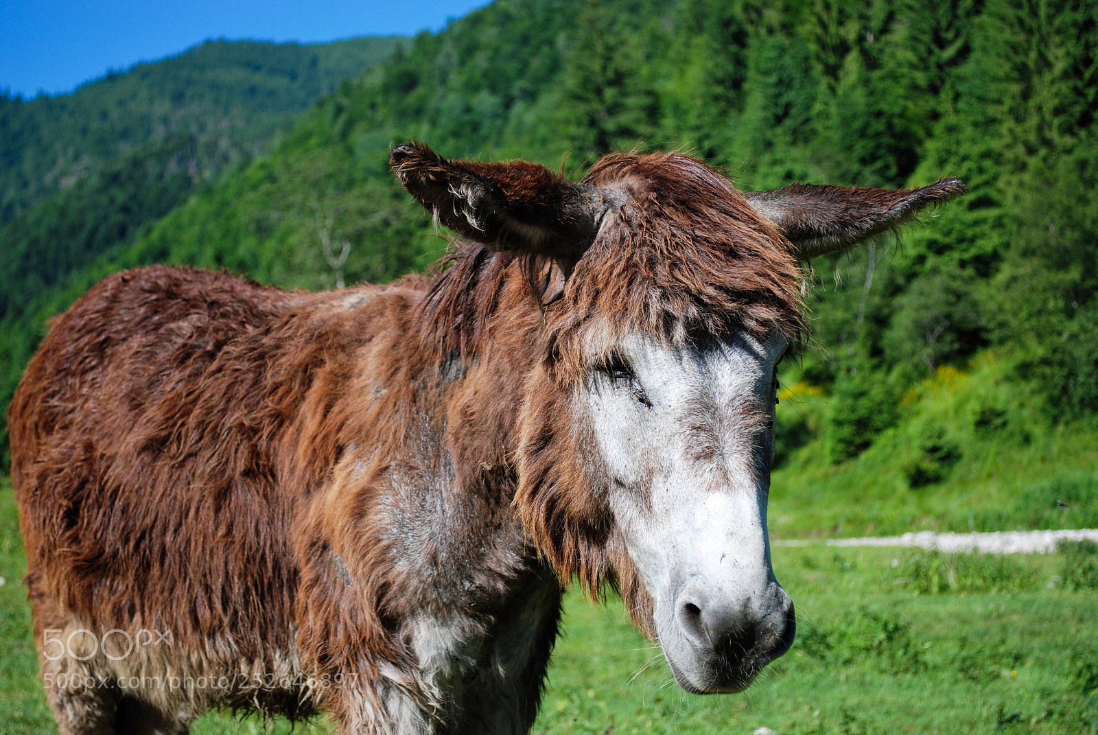 Nikon D80 sample photo. Hairy donkey photography
