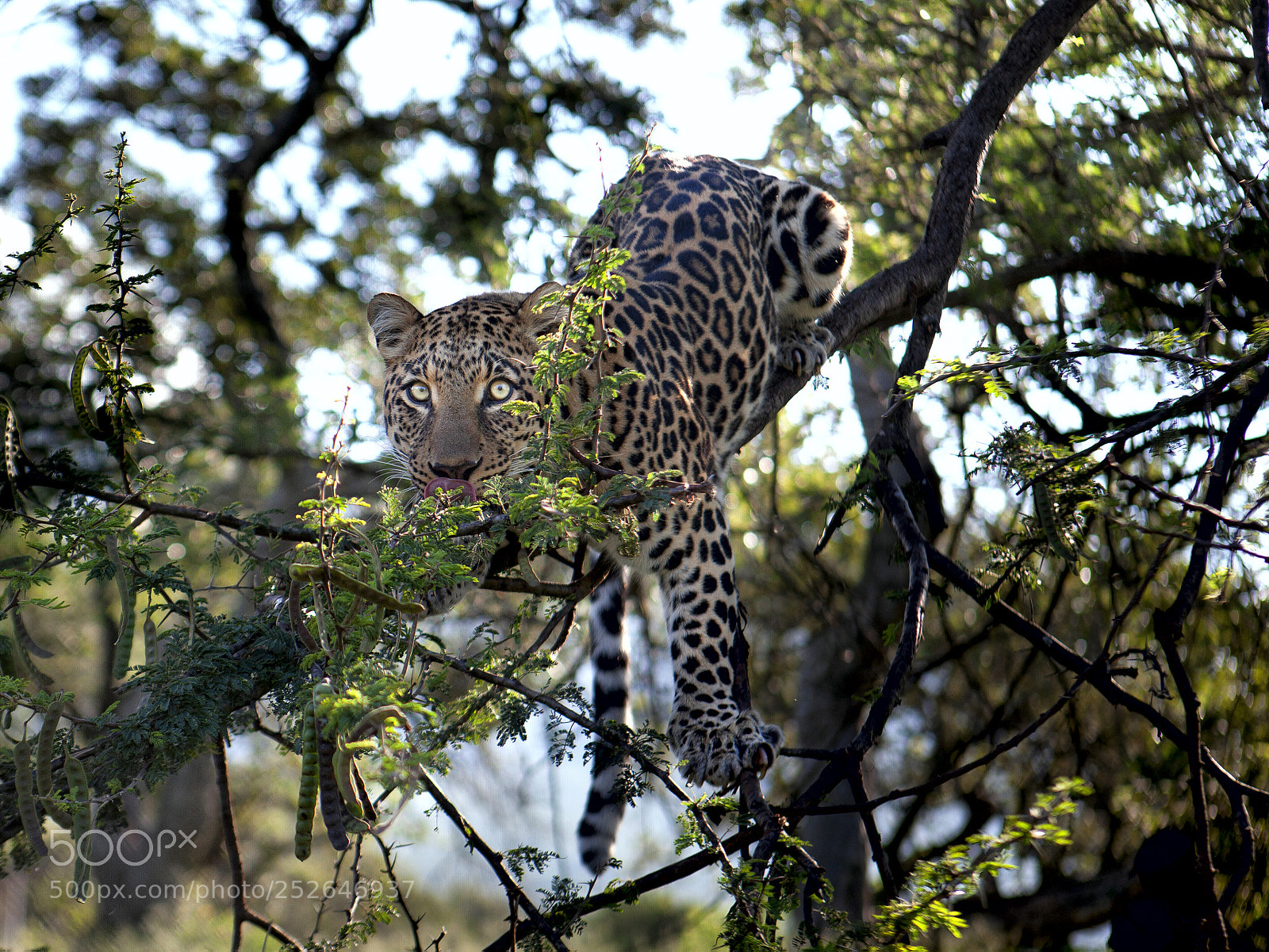 Canon EOS 5D Mark II sample photo. Leopard photography