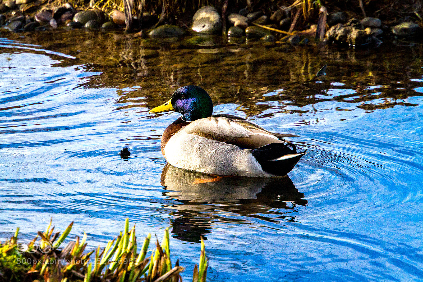 Canon EOS 7D sample photo. A blue greenhead? photography