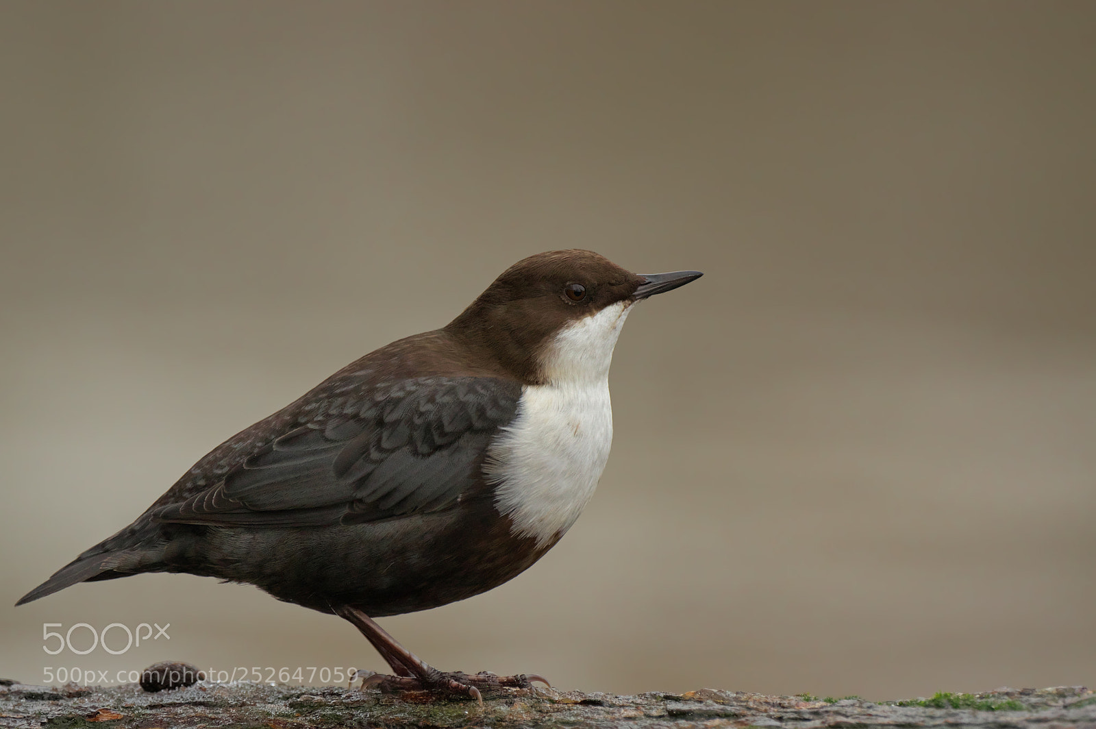 Pentax K-3 sample photo. Cinclus cinclus... photography