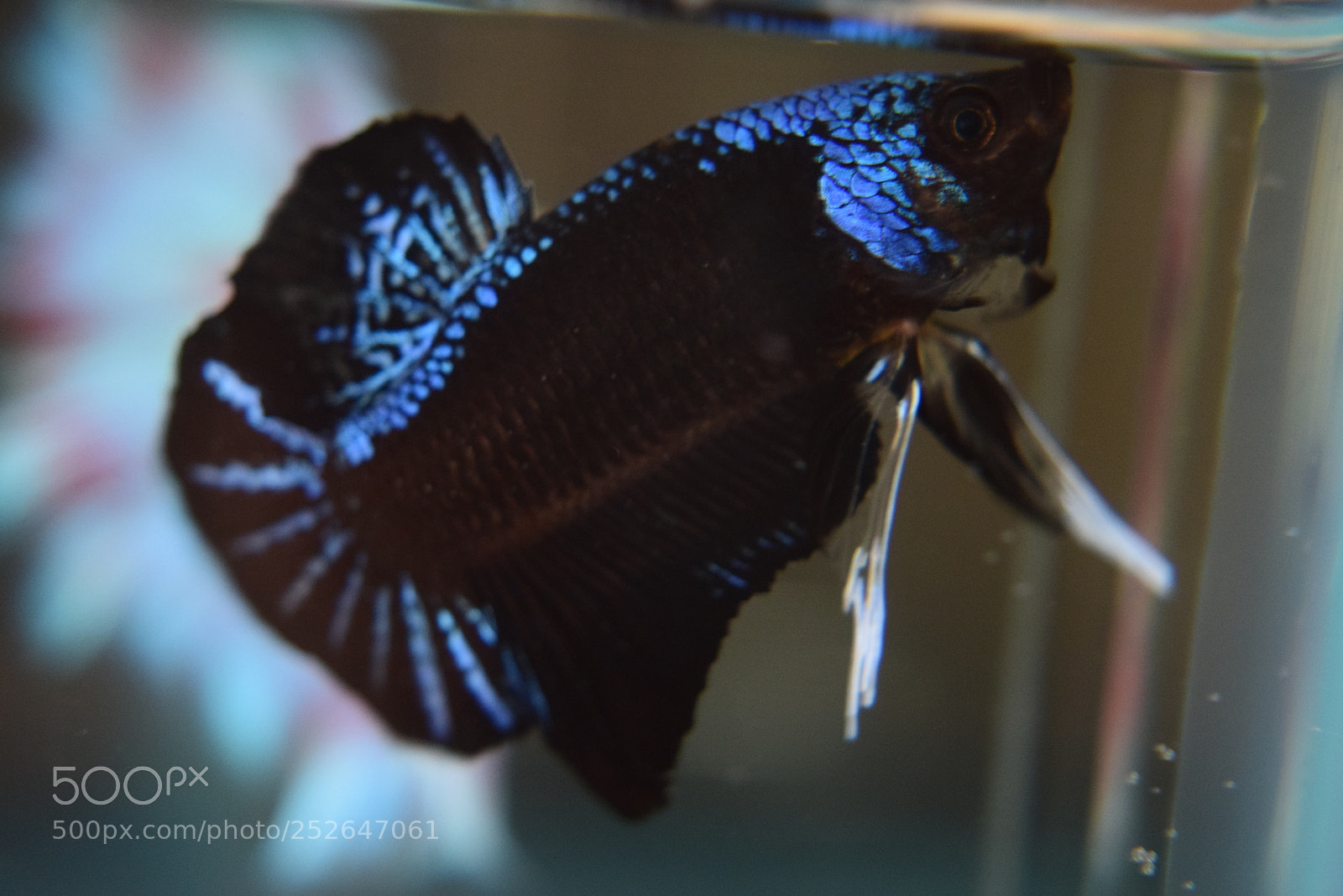 Nikon D3300 sample photo. Betta fish photography