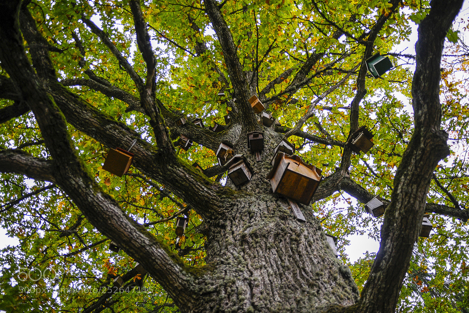 Nikon D300 sample photo. Oak-tree full of bird photography