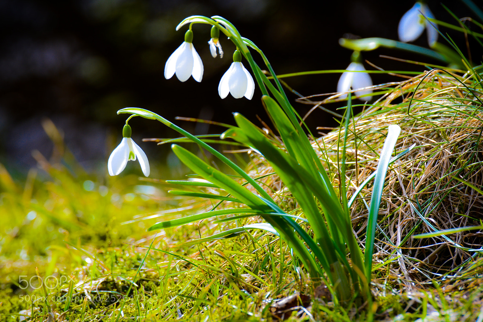 Nikon D5200 sample photo. Snowdrop. photography