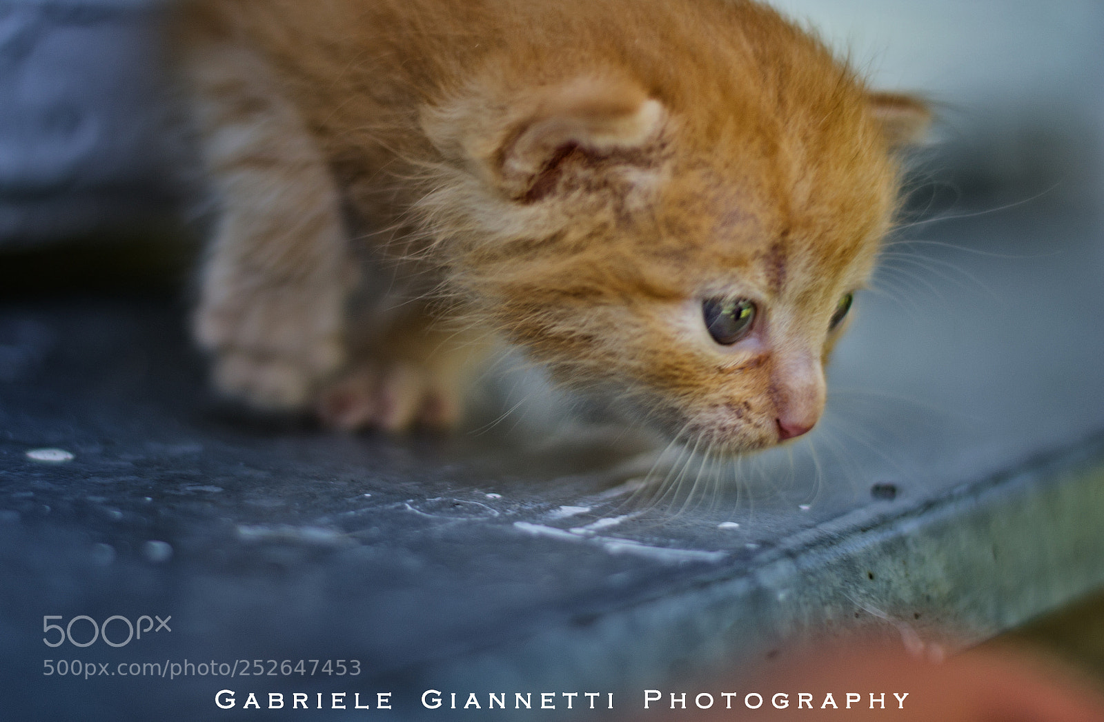 Nikon D3100 sample photo. The kitten search photography