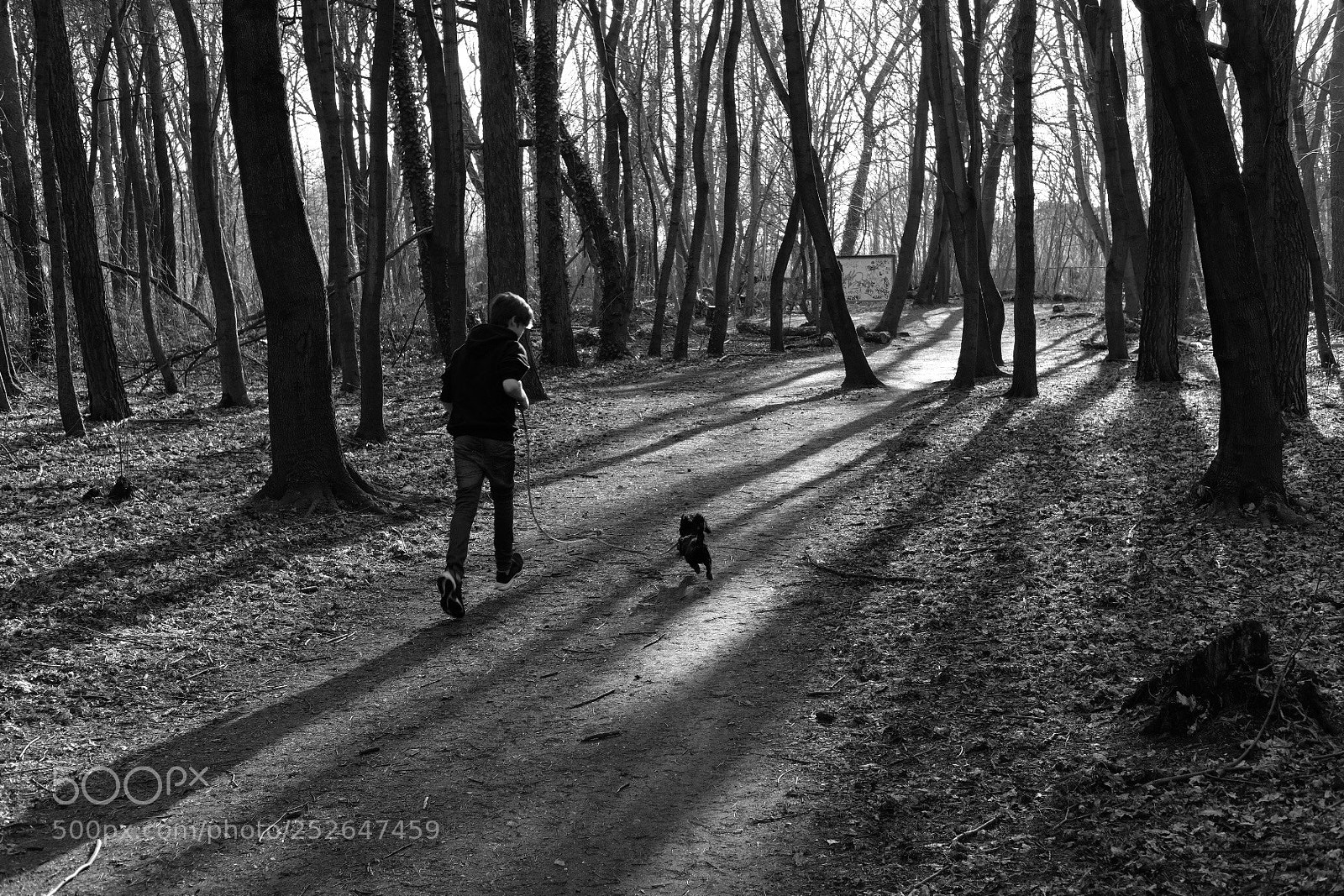Fujifilm X-T2 sample photo. Running the dog  photography