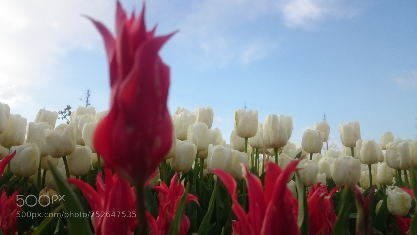 Sony Xperia Z2 sample photo. Istanbul, tulip park photography
