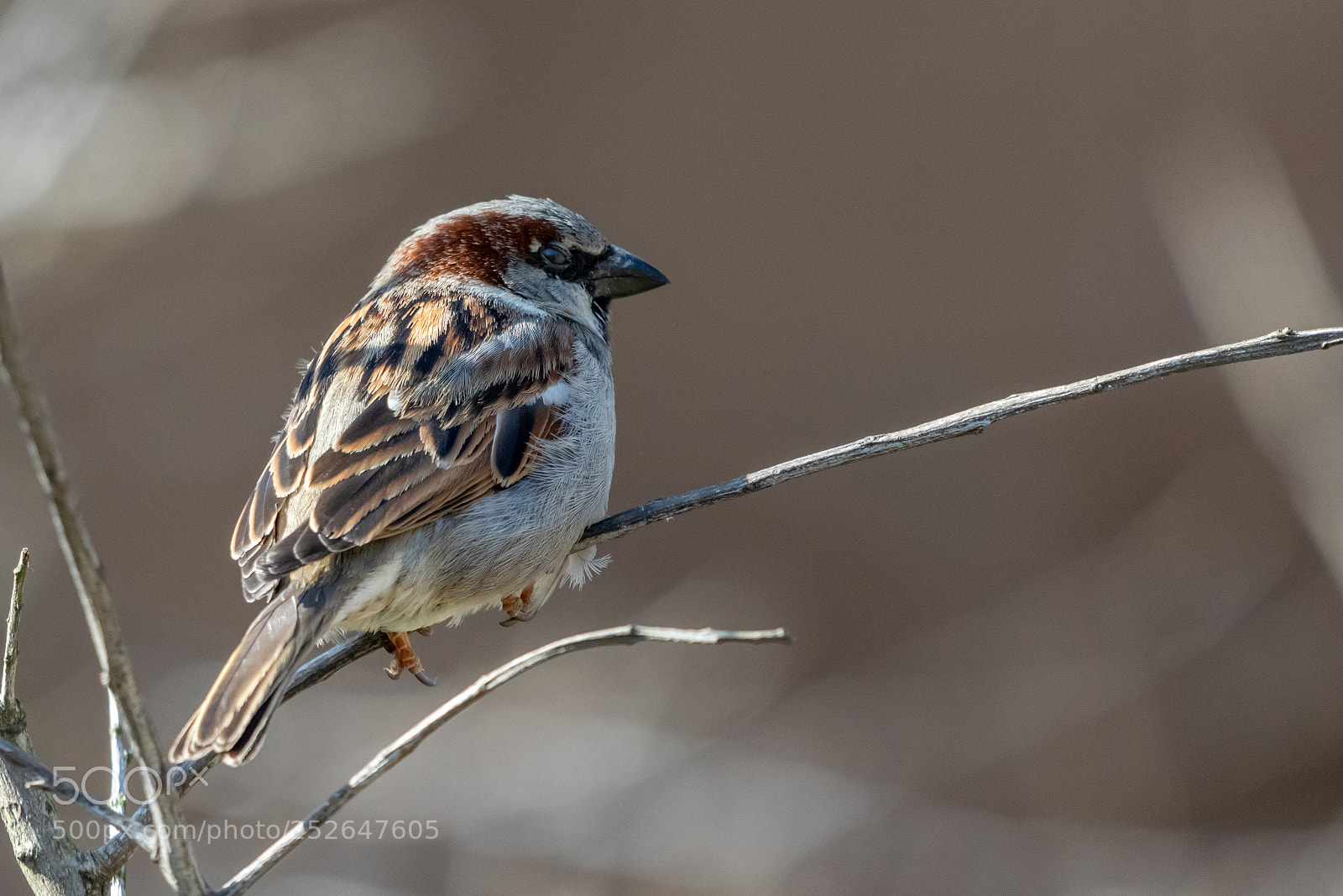 Nikon D5300 sample photo. Birdies photography