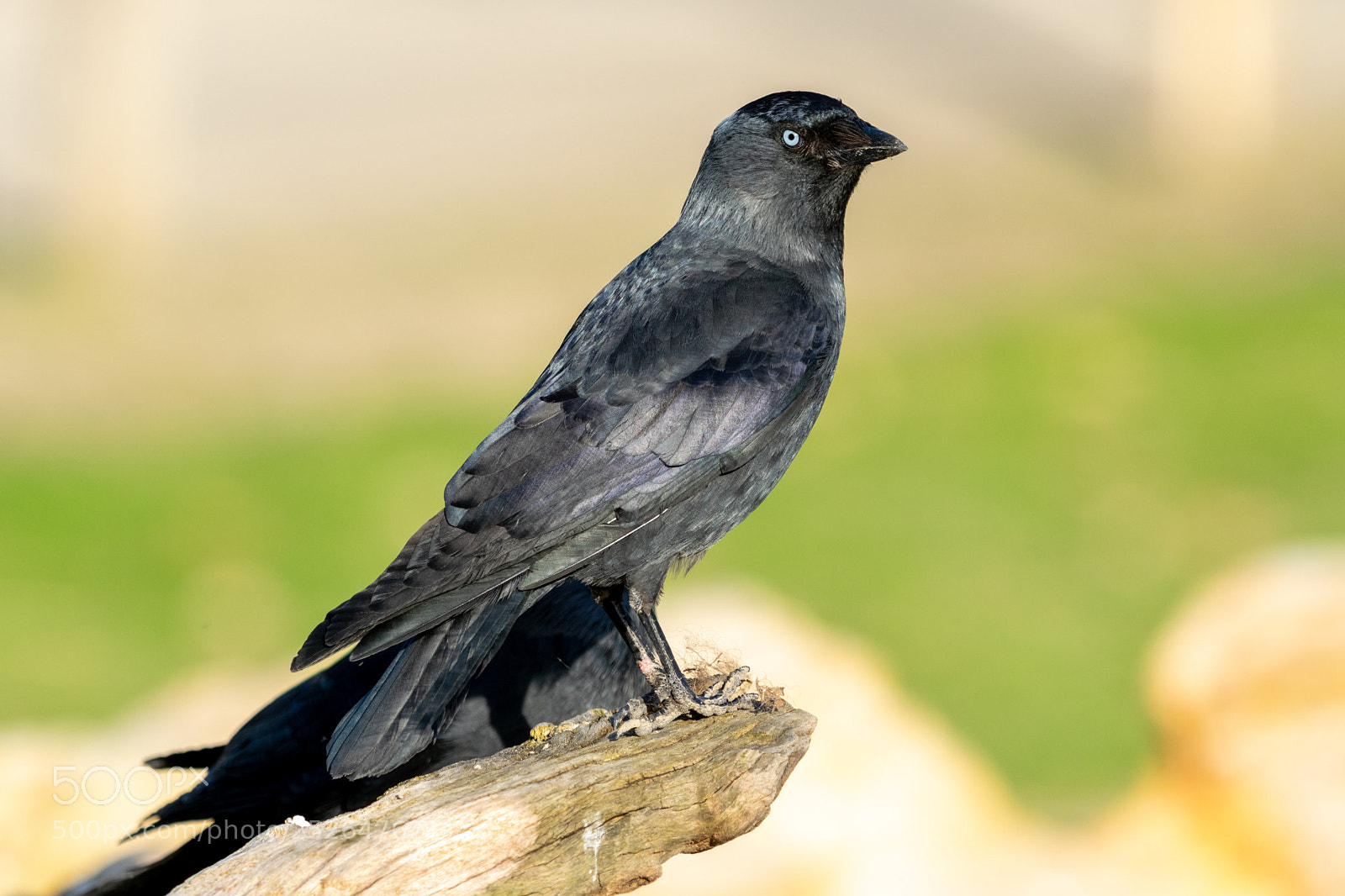 Nikon D5300 sample photo. Birdies photography