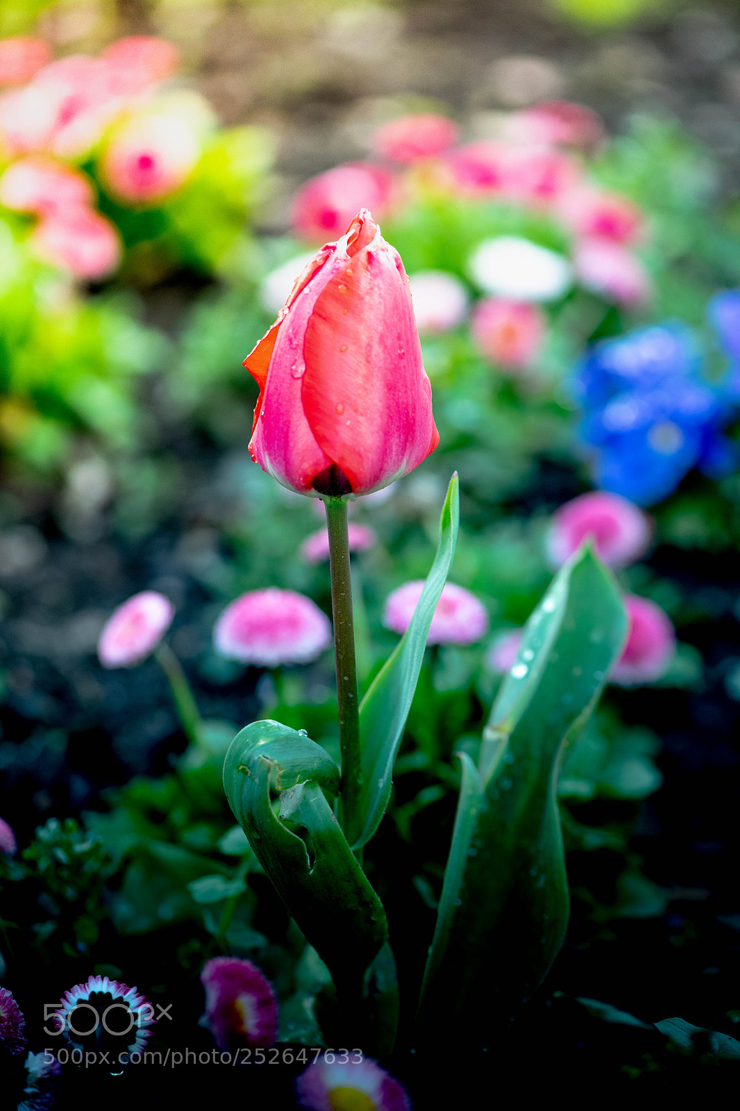 Nikon D850 sample photo. Beautiful flower of spring photography