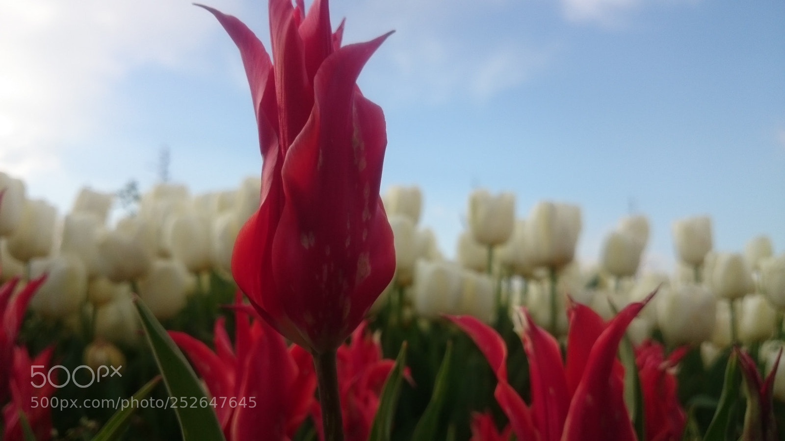 Sony Xperia Z2 sample photo. Untitled photography