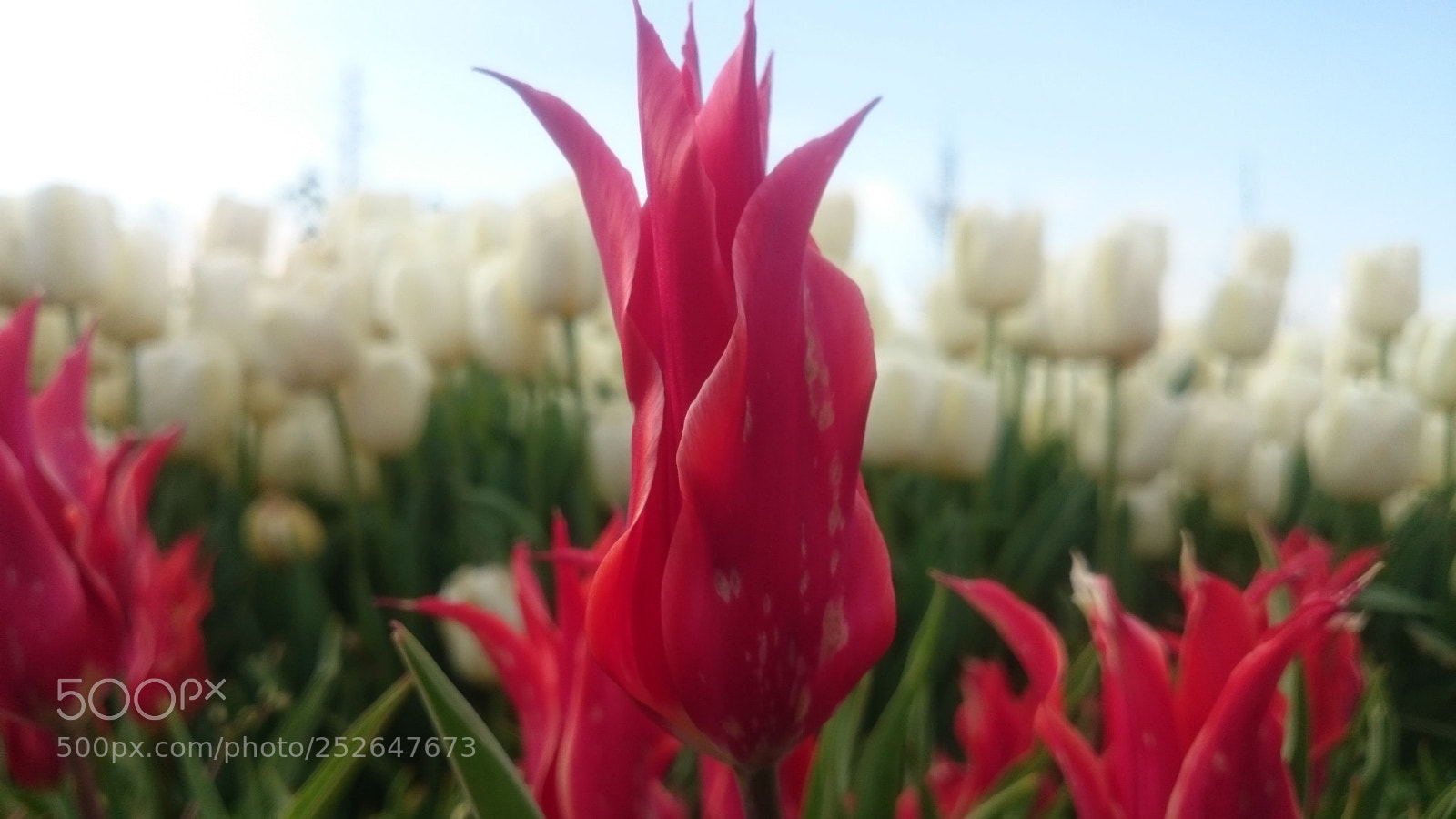 Sony Xperia Z2 sample photo. Untitled photography