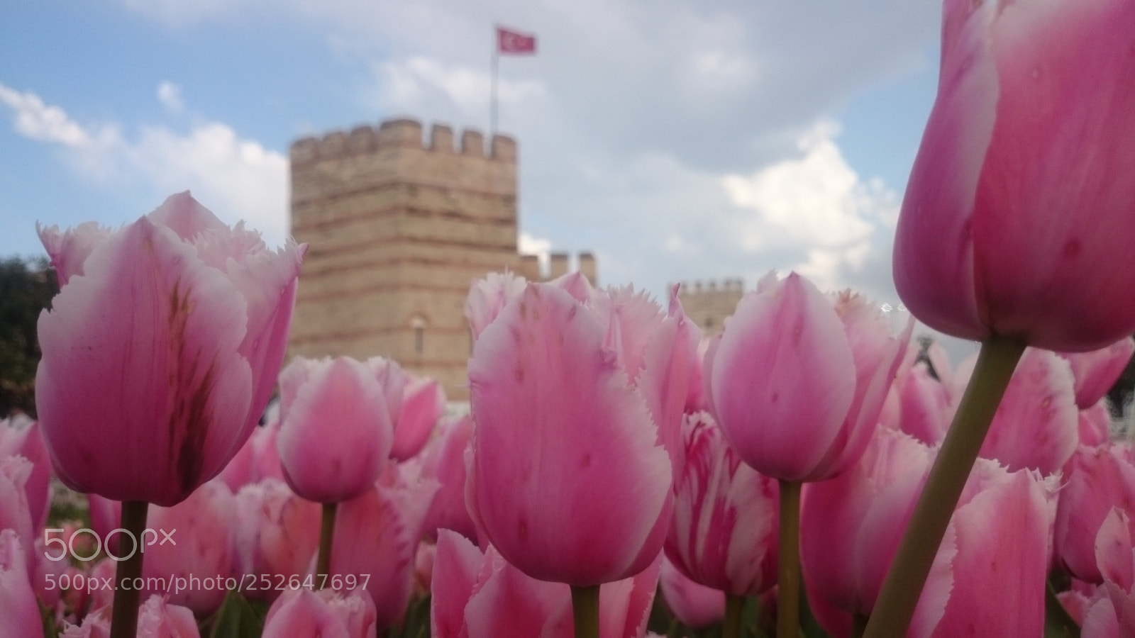 Sony Xperia Z2 sample photo. Istanbul, tulip park photography