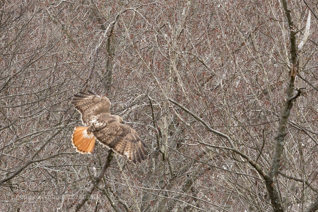 Nikon D7100 sample photo. Red tailed hawk photography