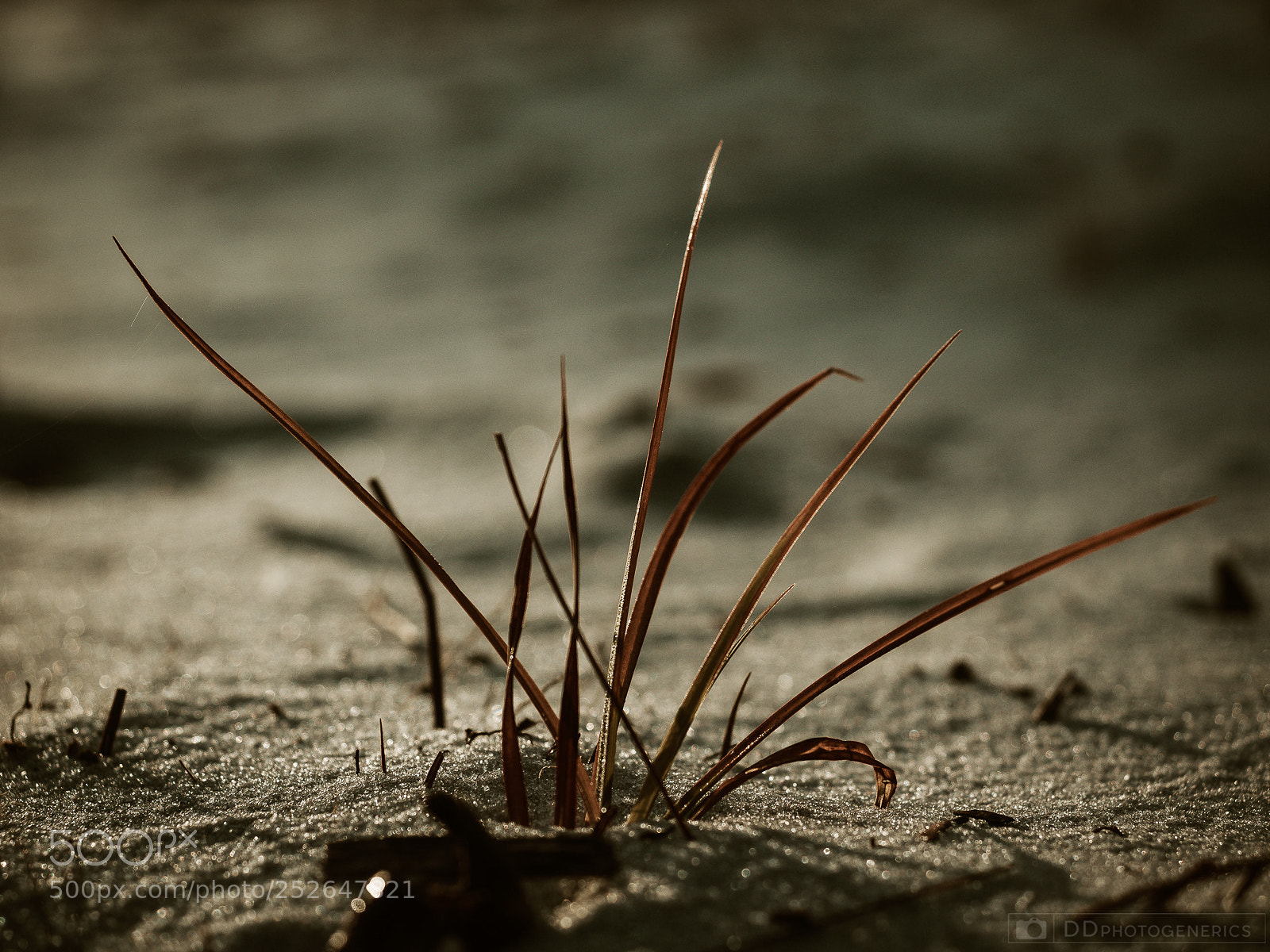 Olympus OM-D E-M1 sample photo. Grounded photography