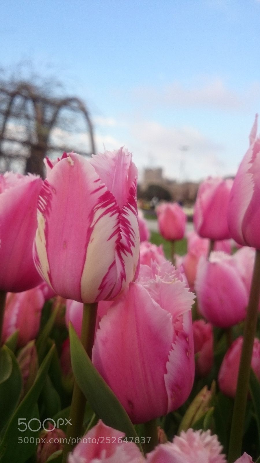 Sony Xperia Z2 sample photo. Istanbul, tulip park photography