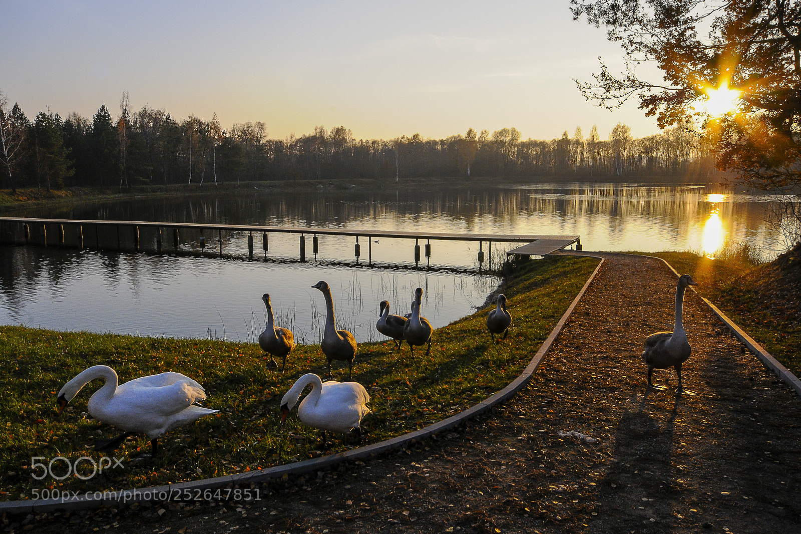 Nikon D300 sample photo. Swan family on an photography