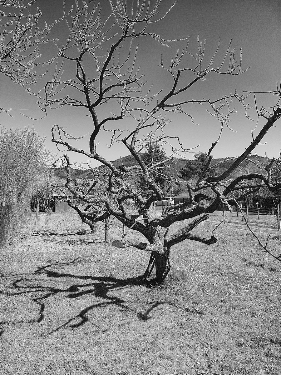 Samsung Galaxy S7 sample photo. Tree photography