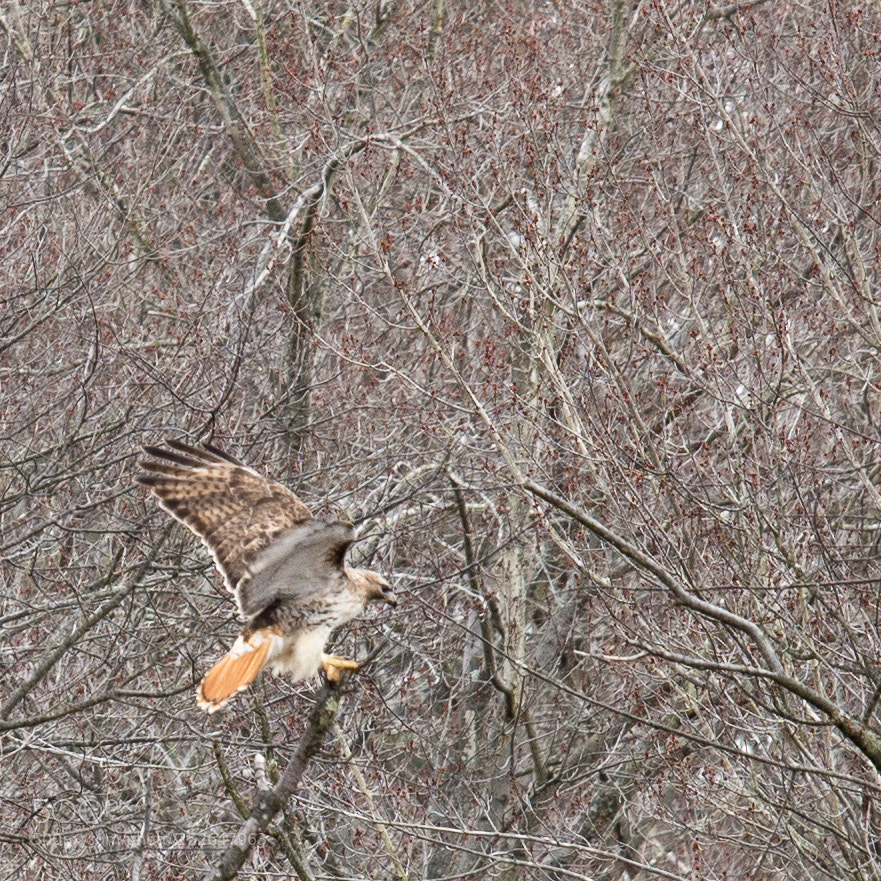 Nikon D7100 sample photo. Red-tailed hawk photography