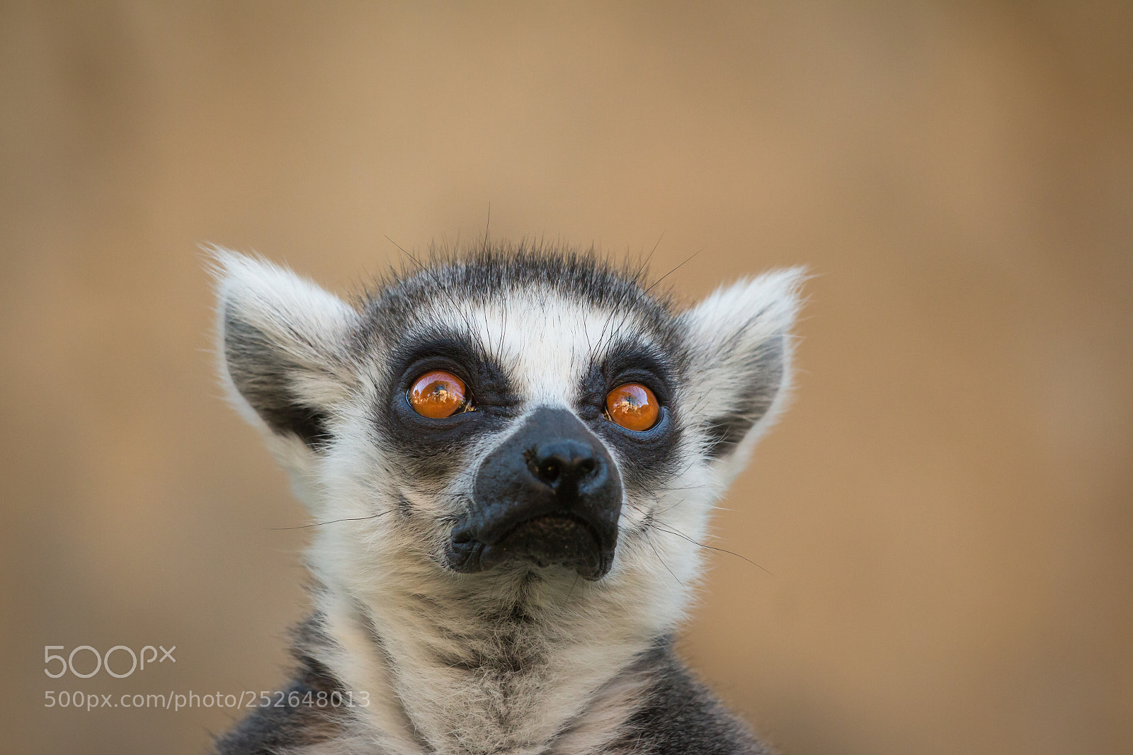 Canon EOS 70D sample photo. Lemur photography