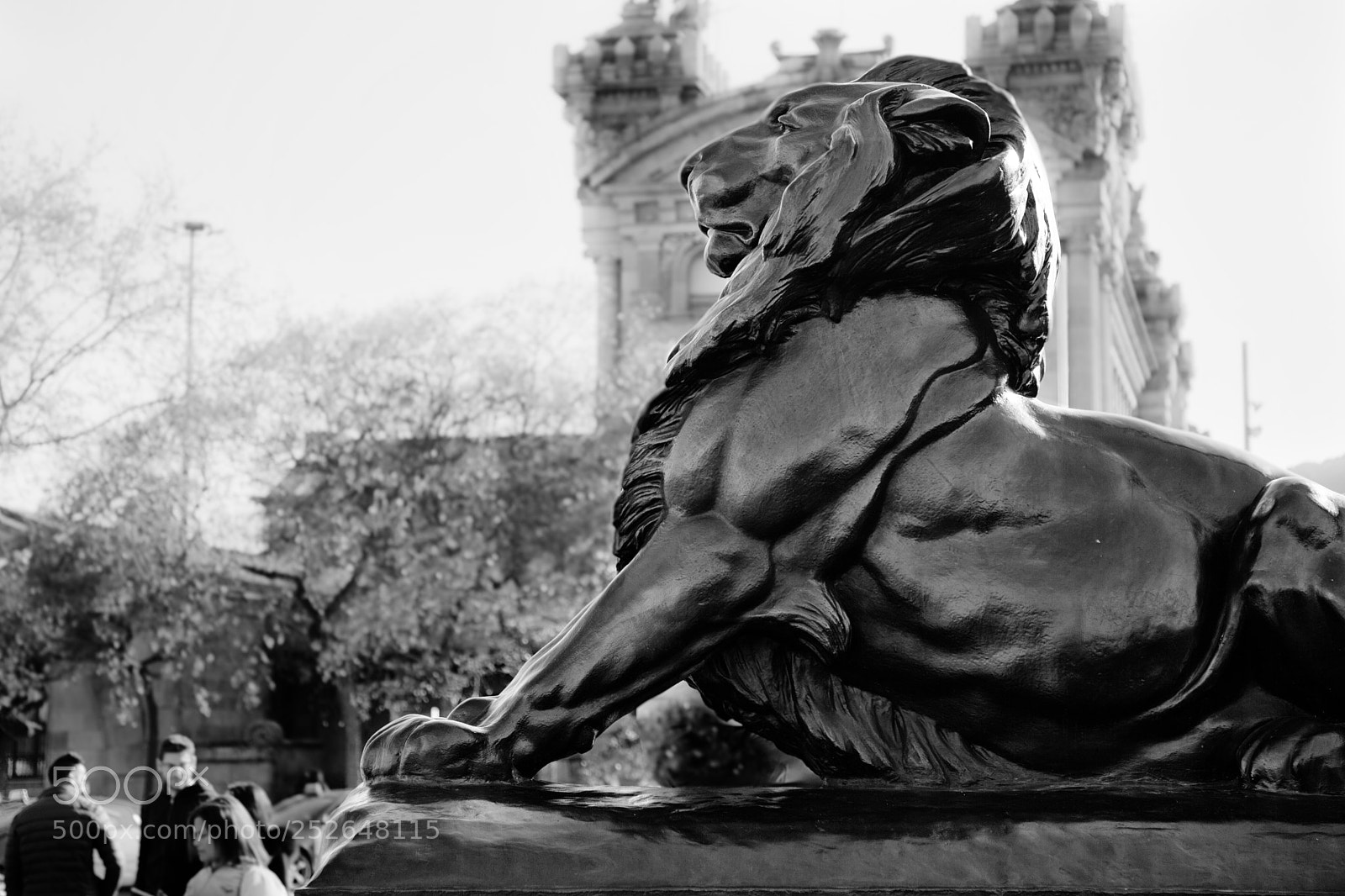 Canon EOS 5D Mark II sample photo. Lion photography