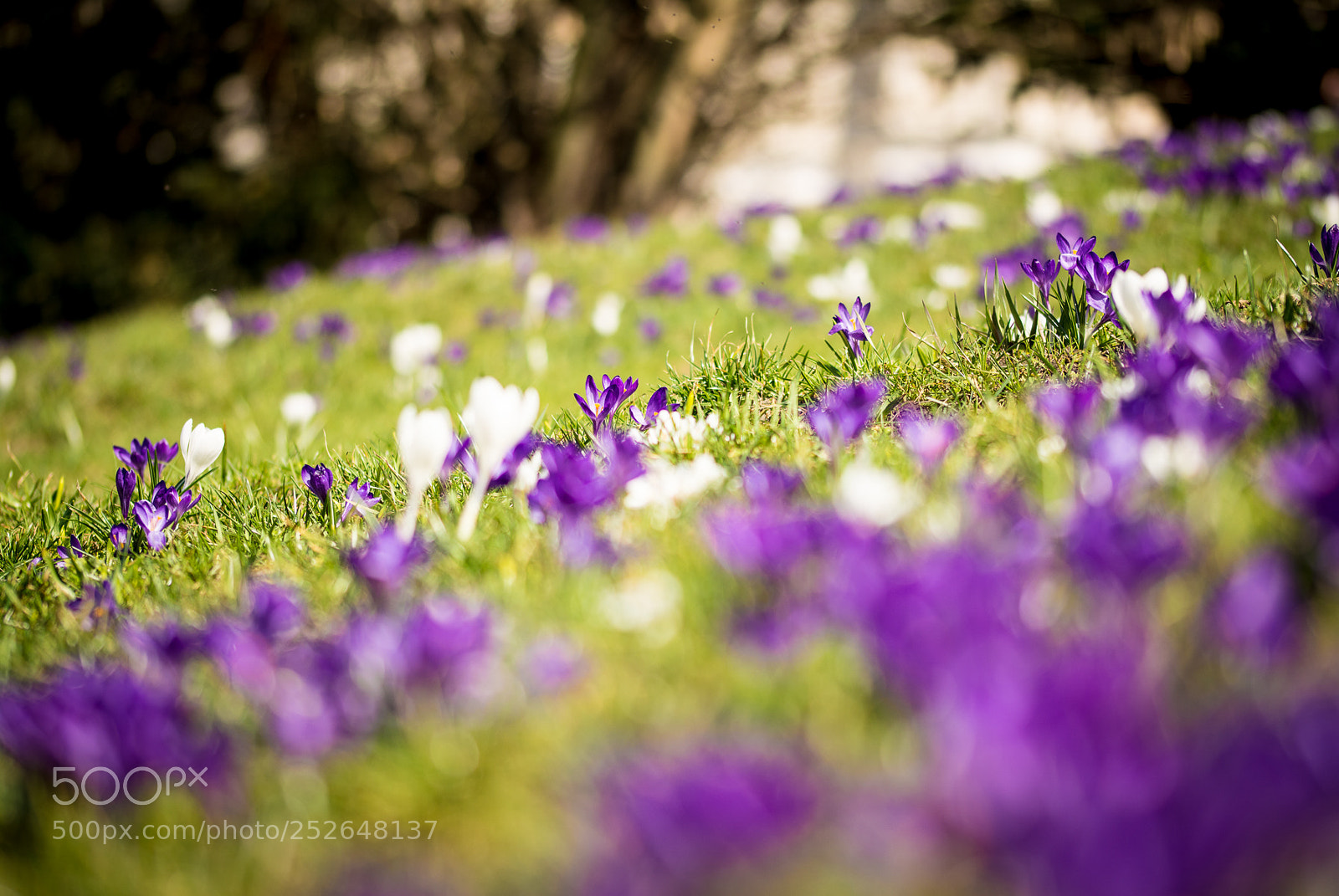 Nikon D5200 sample photo. Nature photography