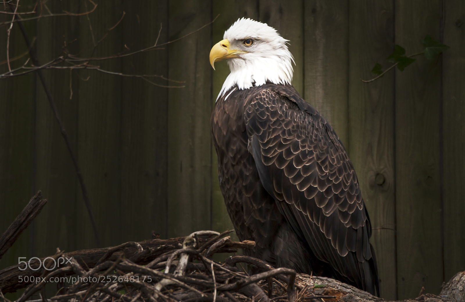 Canon EOS 70D sample photo. American bald eagle on photography