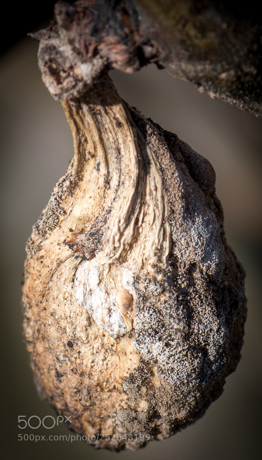 Nikon D810 sample photo. Fig photography