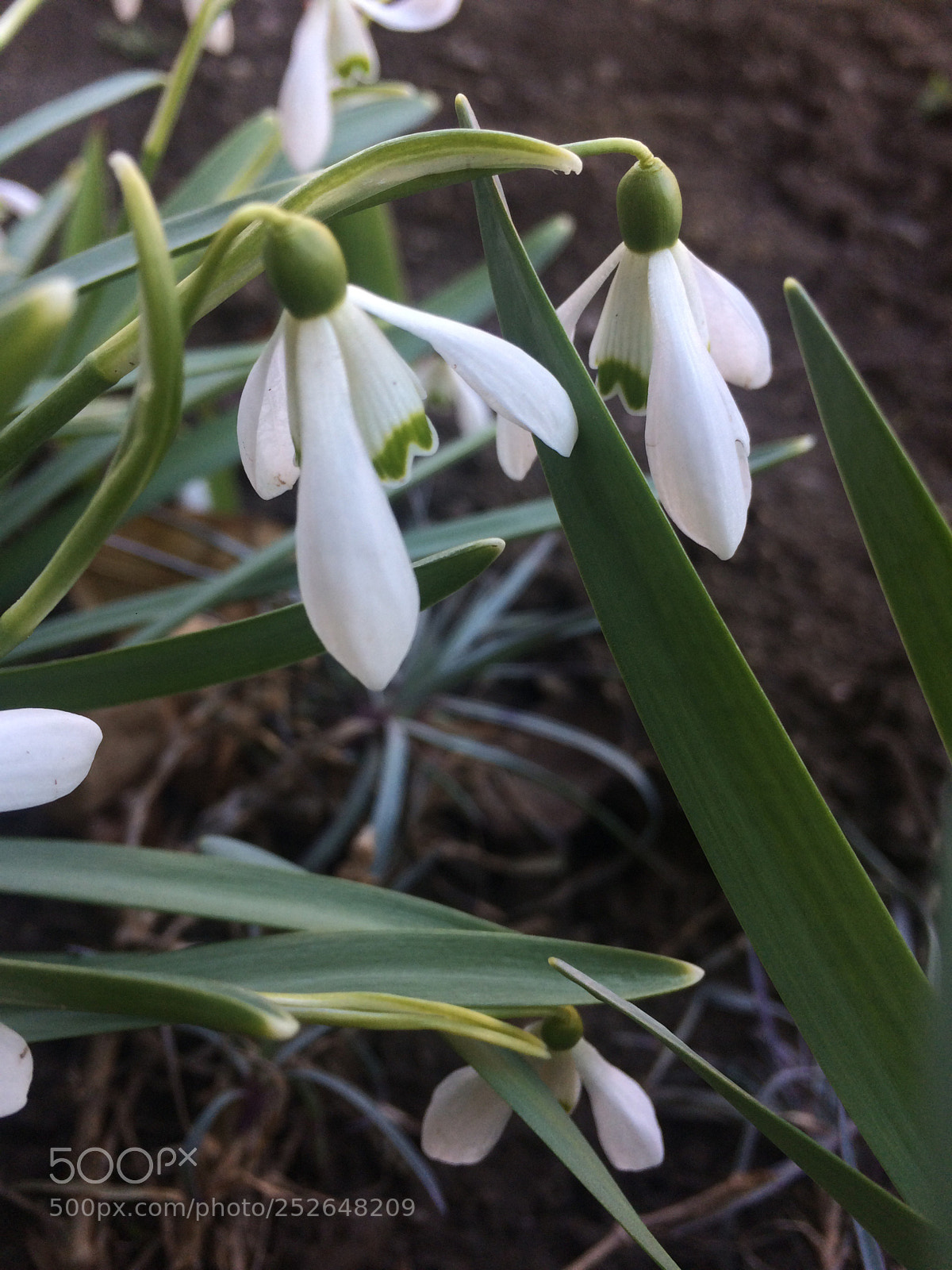 Apple iPhone 5s sample photo. Flower photography