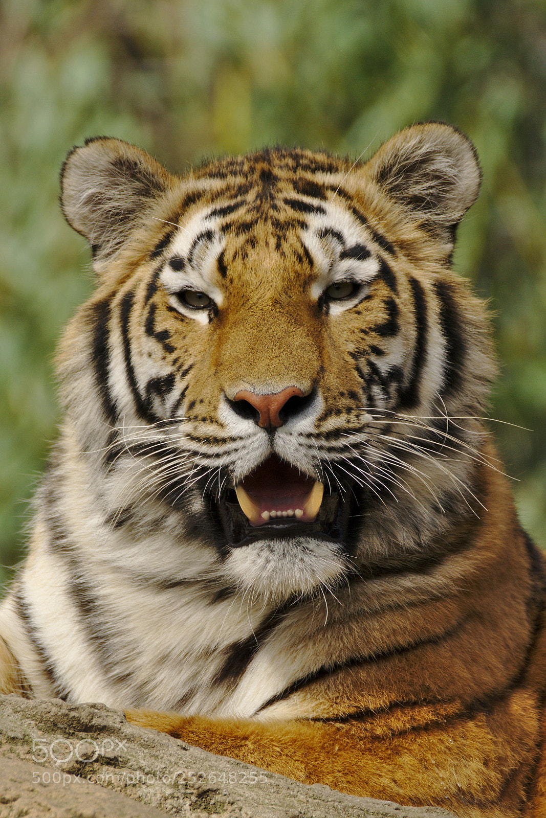Sony a6000 sample photo. Tiger portrait photography