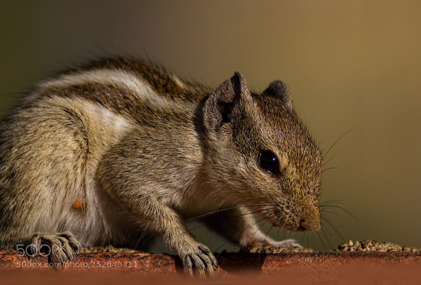 Canon EOS 7D sample photo. Indian palm squirrel.... photography