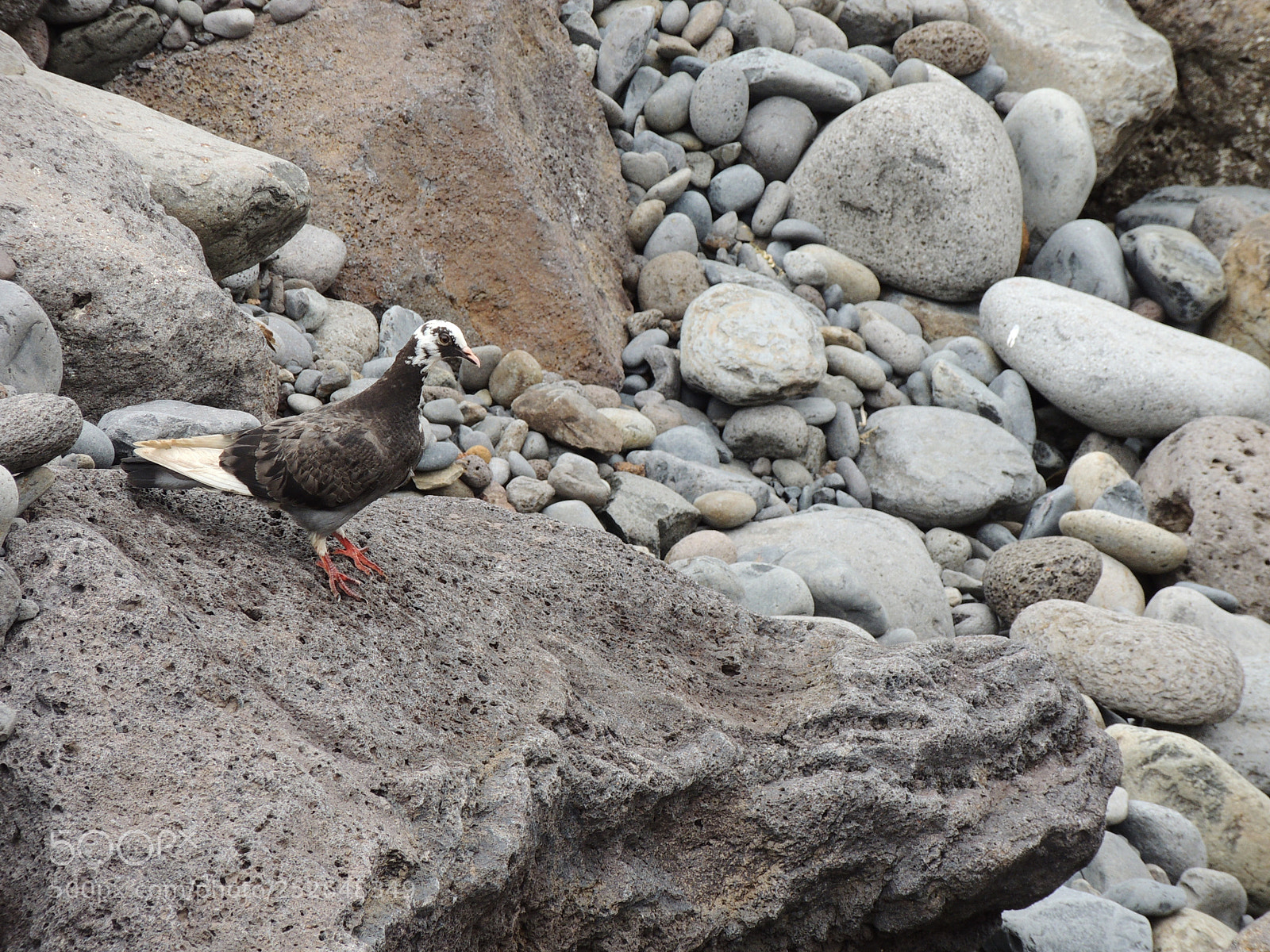 Nikon Coolpix P510 sample photo. The bird! photography