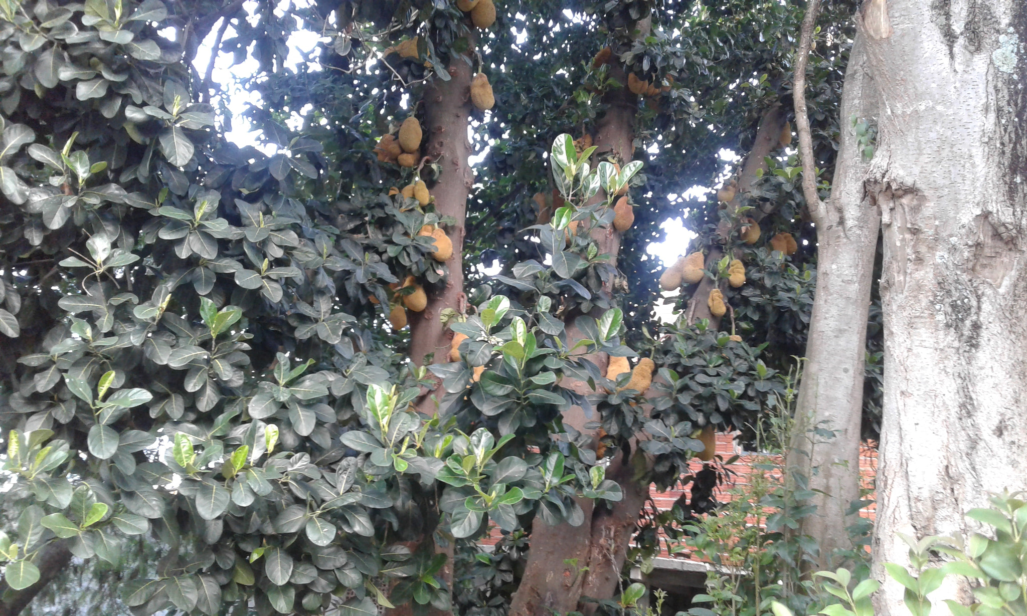 Samsung Galaxy J1(2016) sample photo