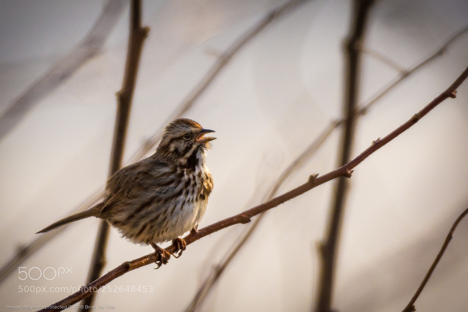 Nikon D7100 sample photo. Savannah sparrow - male photography