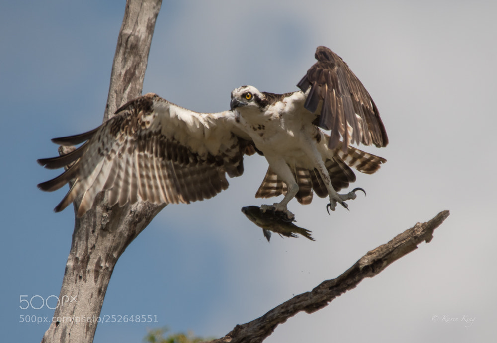 Nikon D500 sample photo. Osprey catch photography