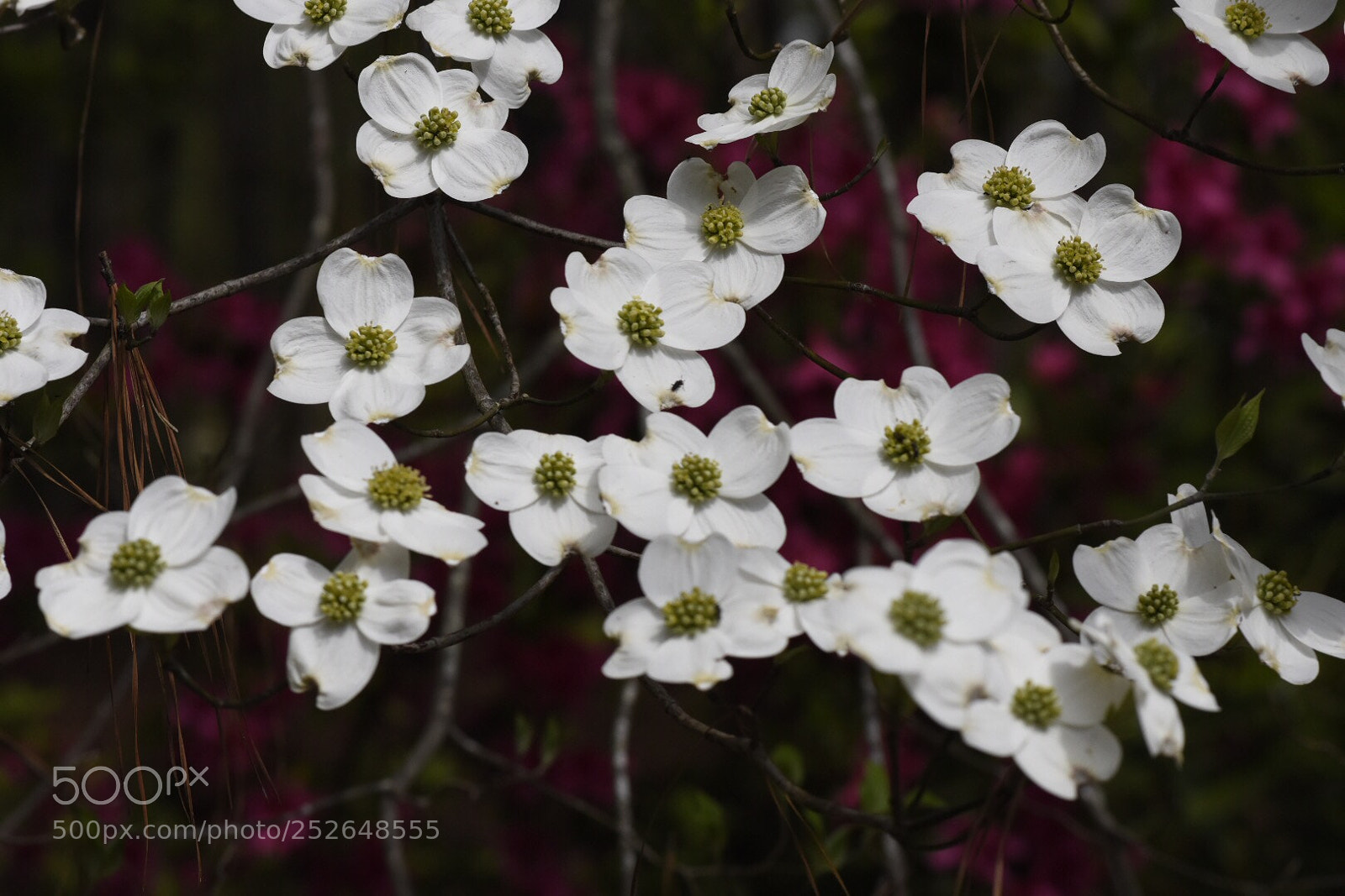 Nikon D7200 sample photo. Georgia dogwoods in the photography