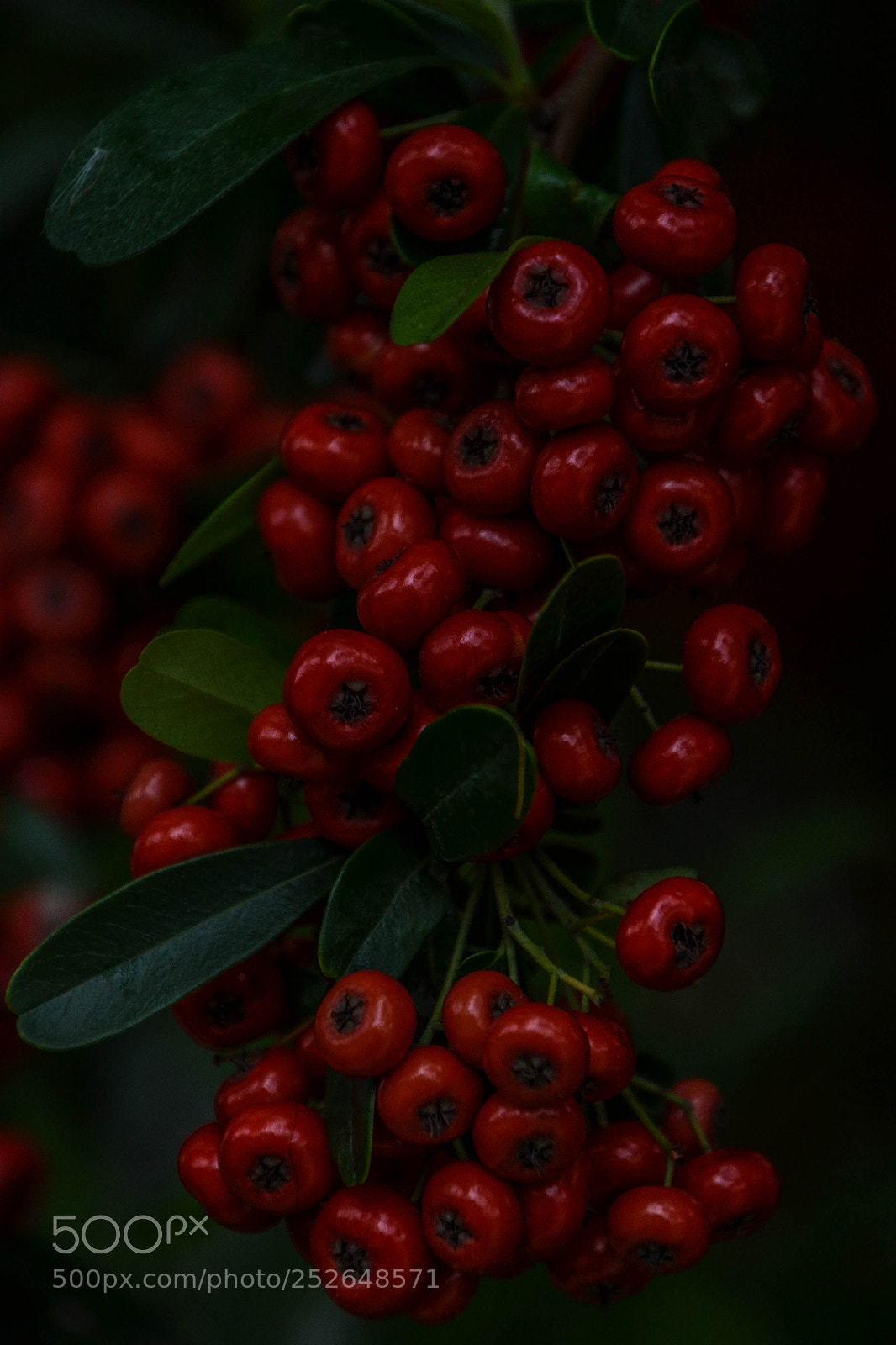 Nikon D3100 sample photo. Berries in the dark photography