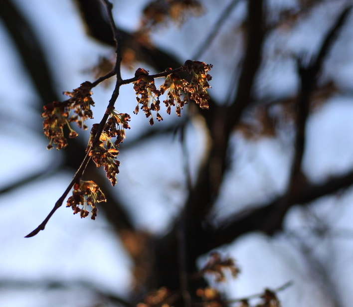 Canon EOS 40D + Canon EF 35-80mm f/4-5.6 sample photo. Spring hope photography