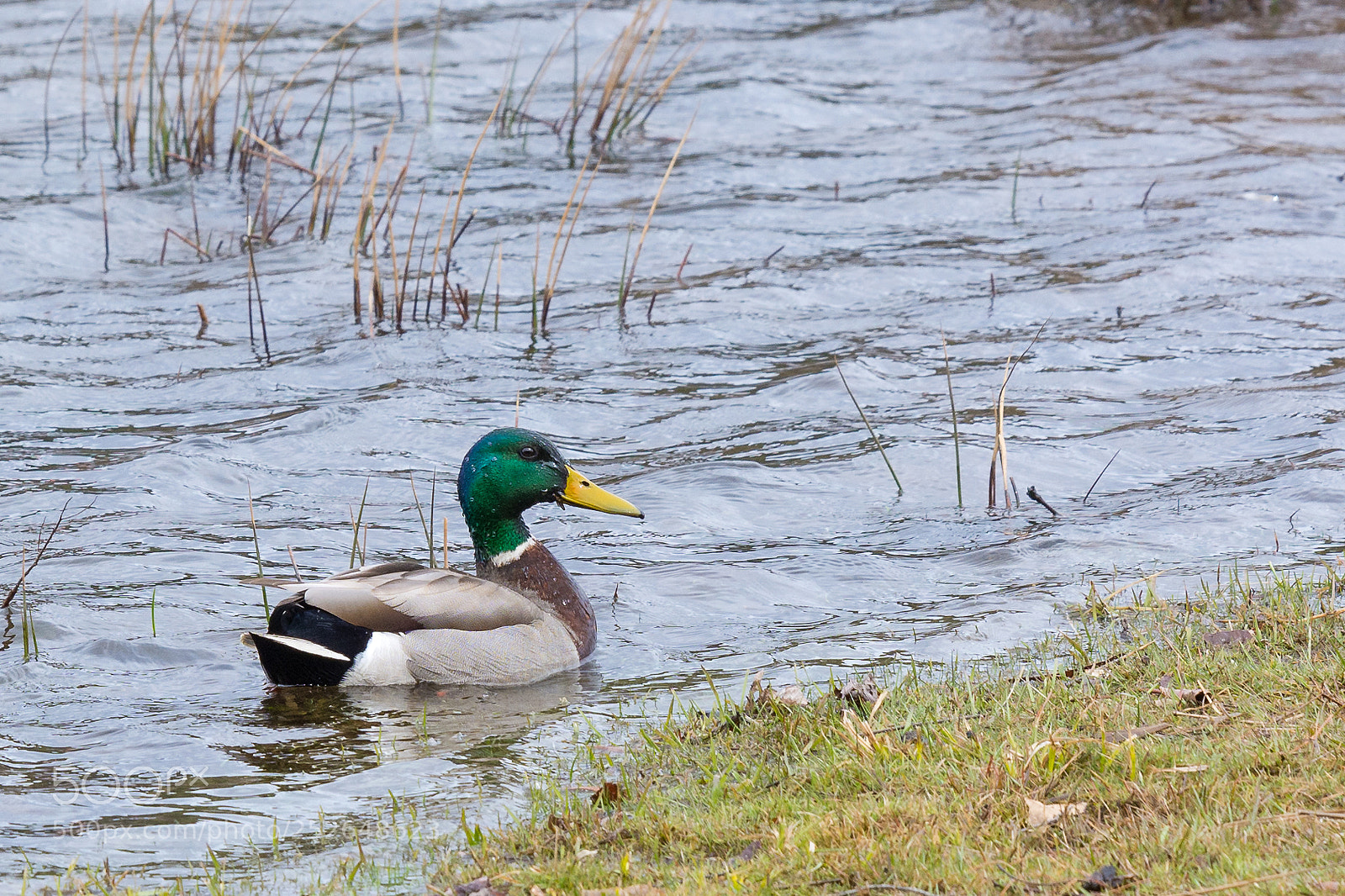 Nikon D7100 sample photo. Mallard photography
