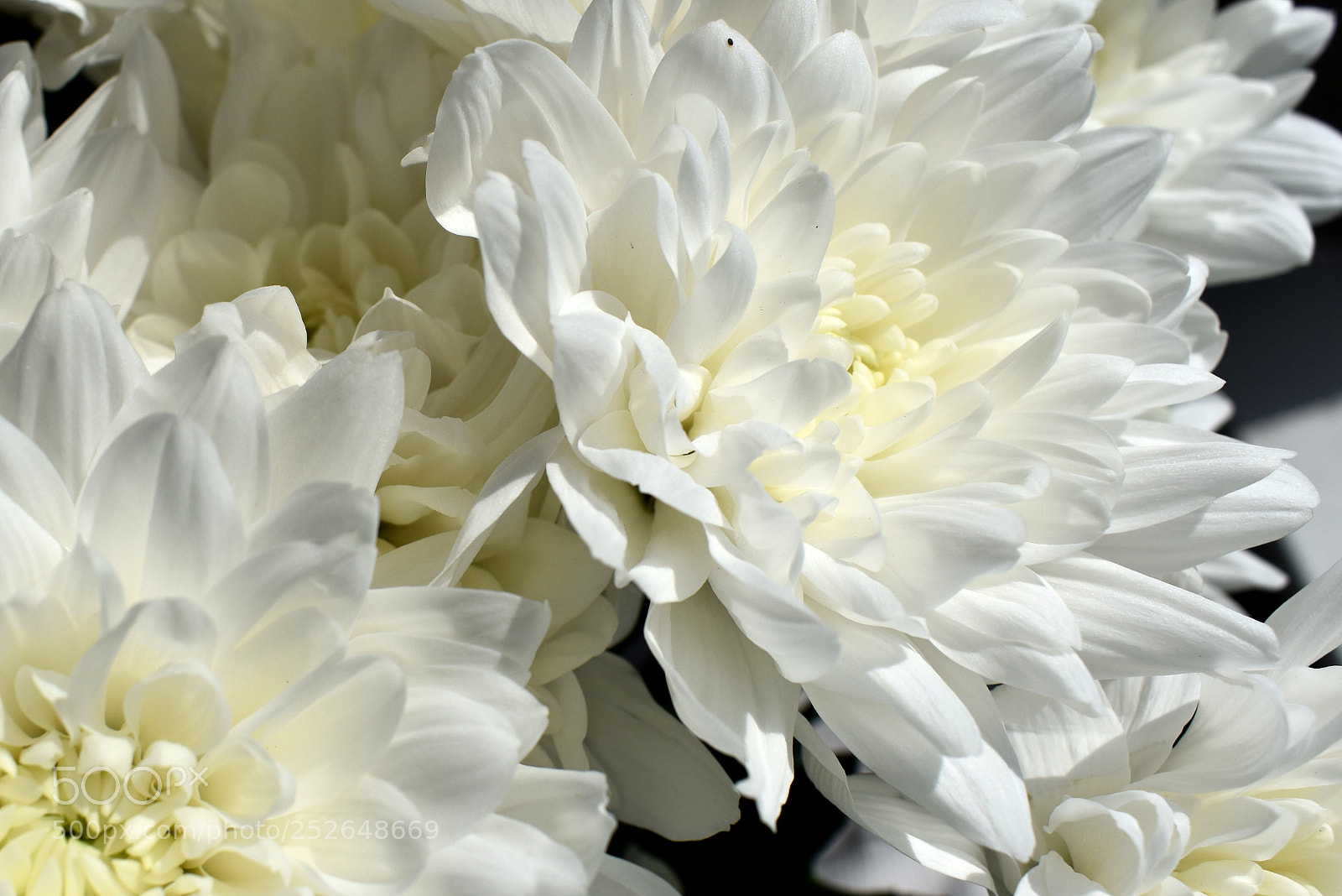 Nikon D3400 sample photo. Chrysanthemum 2 photography