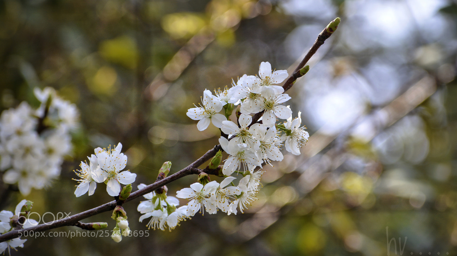 Nikon D7100 sample photo. White photography