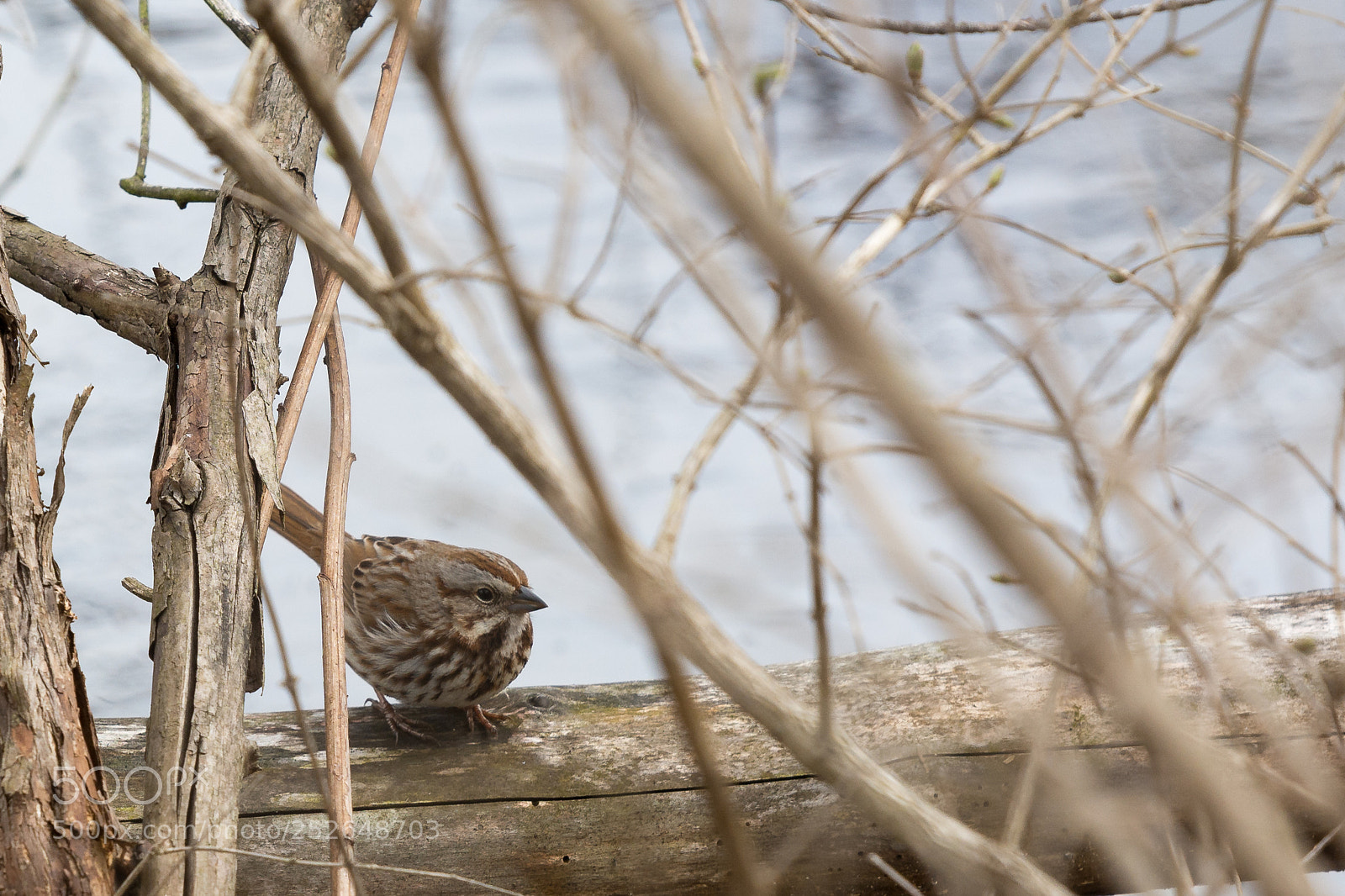 Nikon D7100 sample photo. Sparrow photography