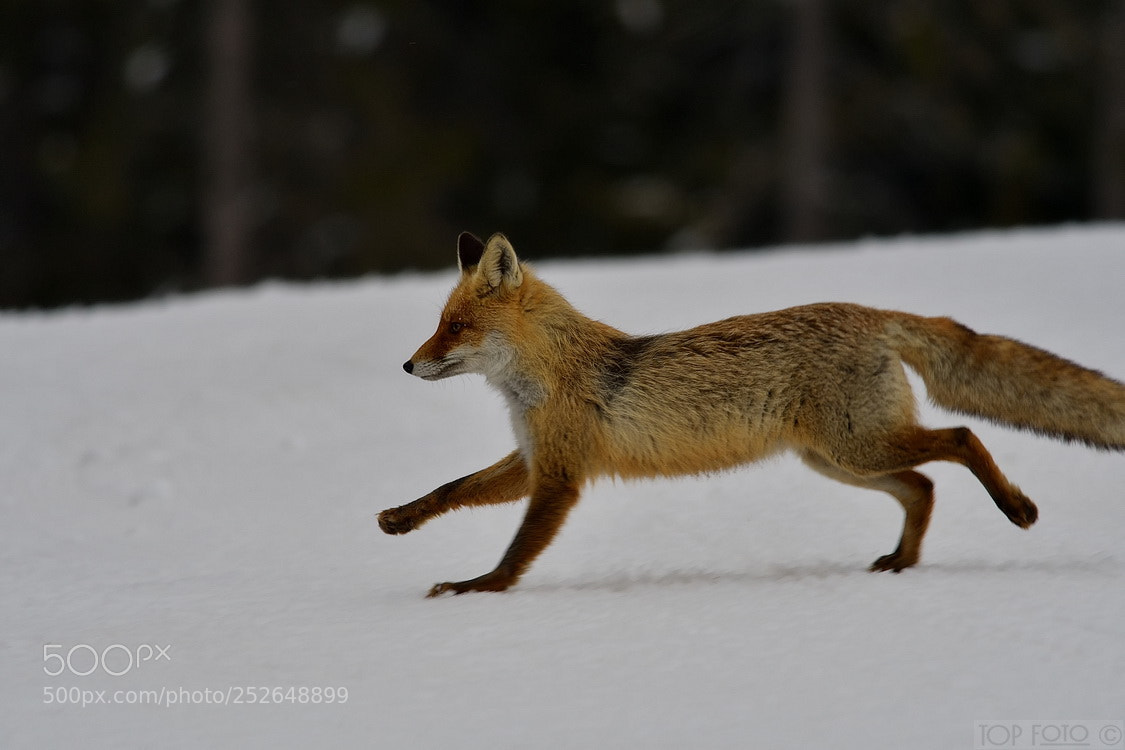 Nikon D500 sample photo. Running fox photography