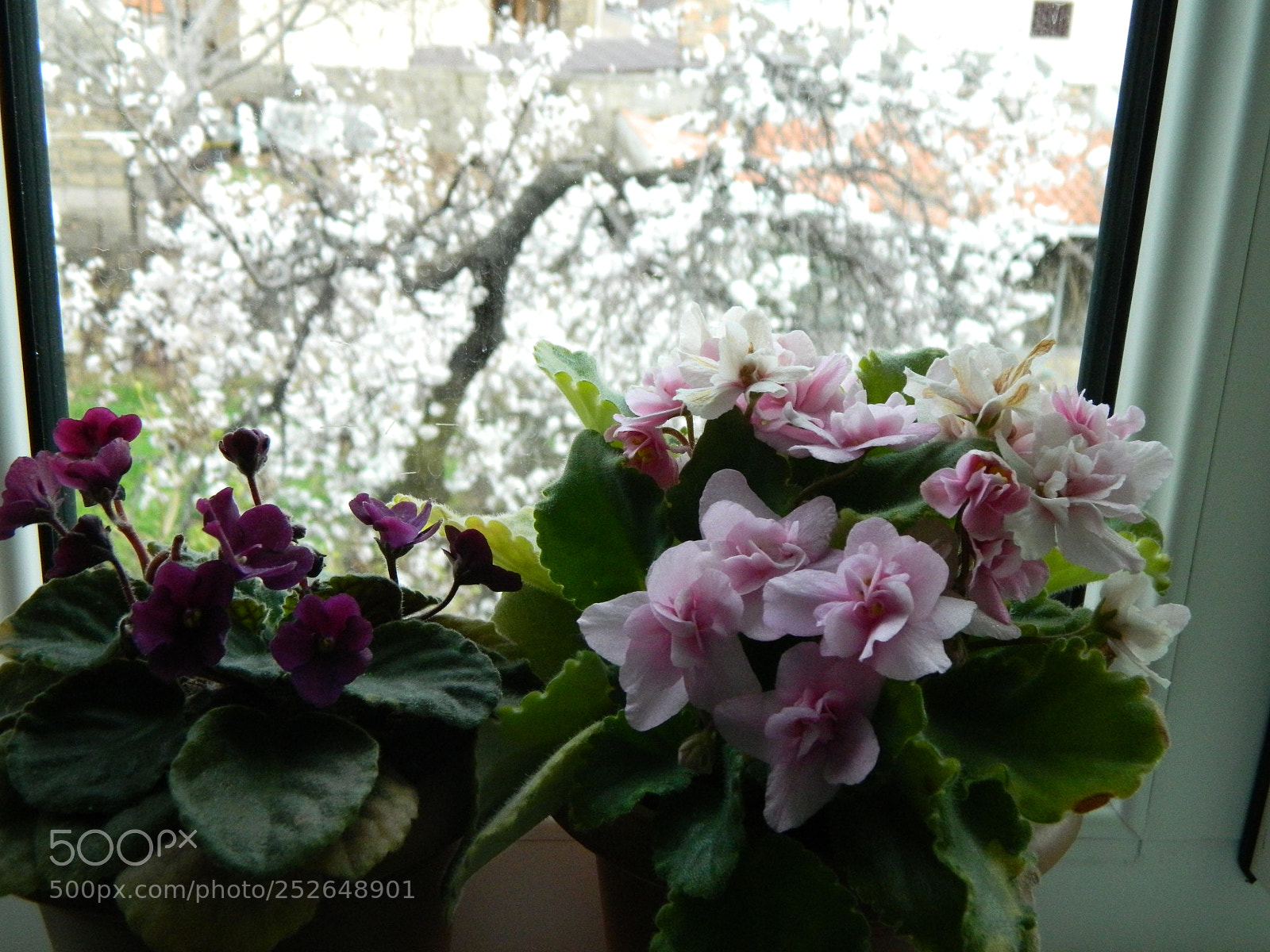 Nikon Coolpix L120 sample photo. Spring photography