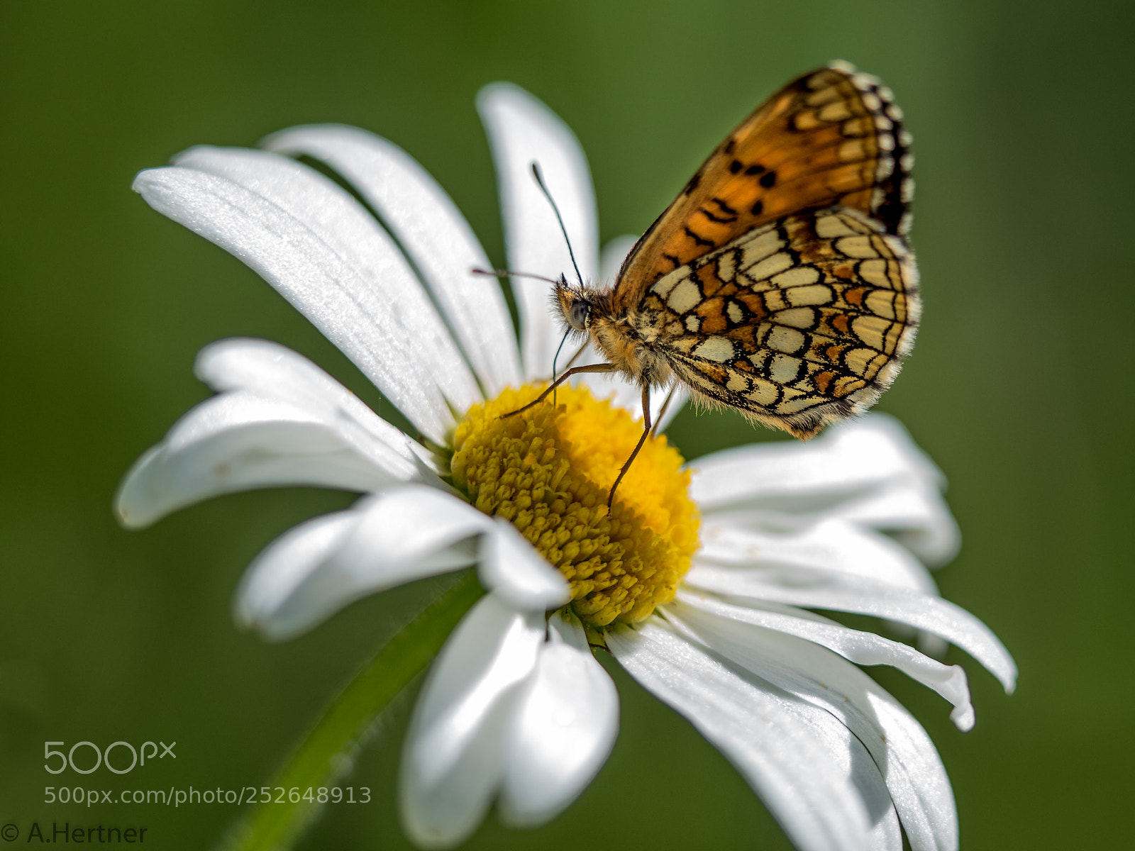 Olympus OM-D E-M5 II sample photo. Butterfly photography