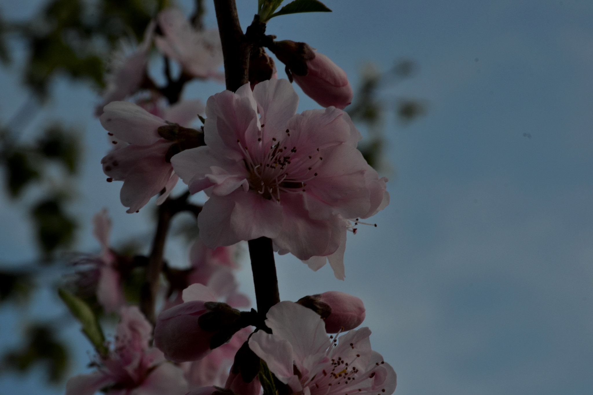 Nikon D3100 sample photo. &&& photography