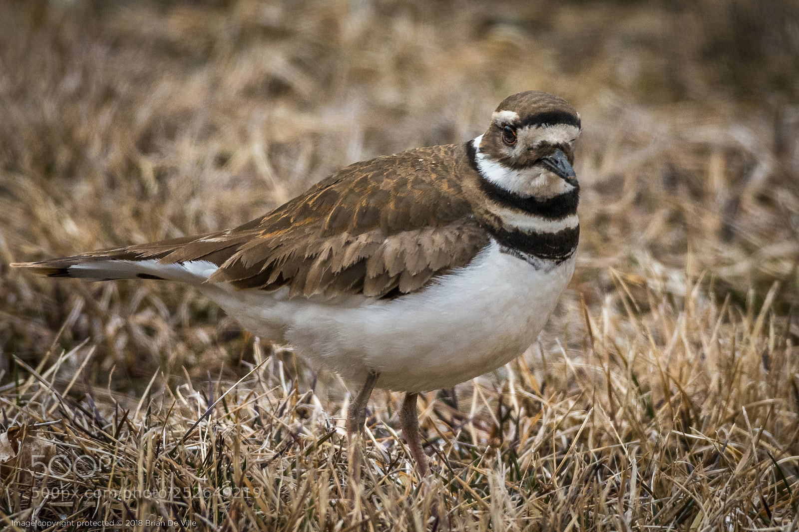 Nikon D7100 sample photo. Killdeer, male photography